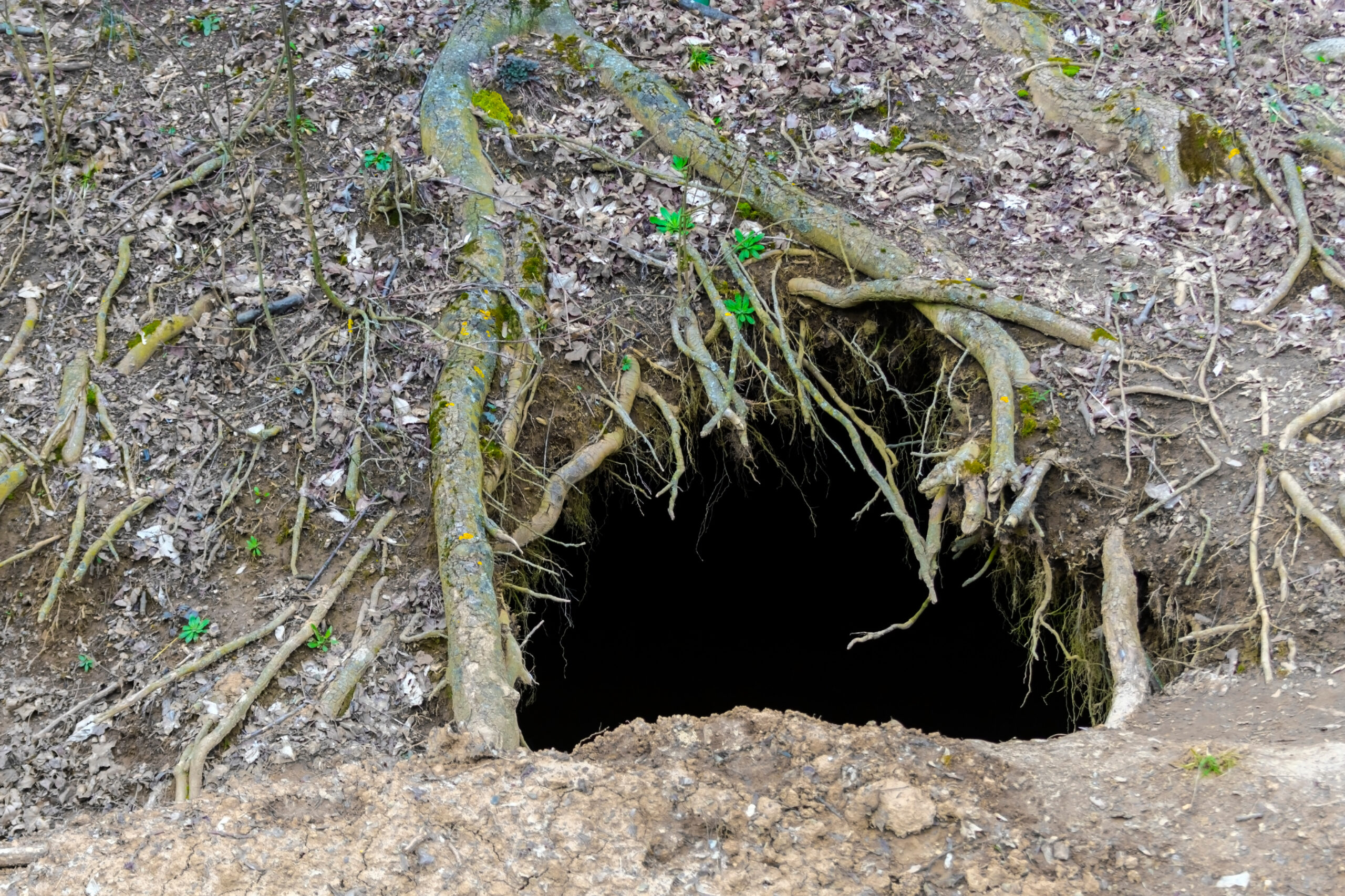 Bear hibernation is actually called a denning cycle, and it occurs in all kinds of dens, like this one under a tree root in a hillside.