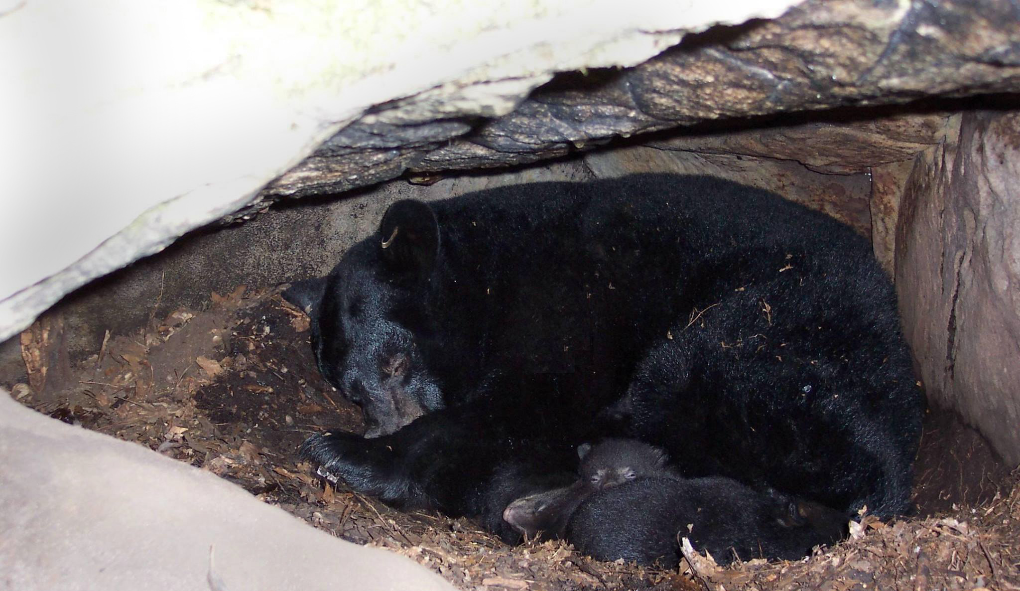 A black bear in her den with cubs.