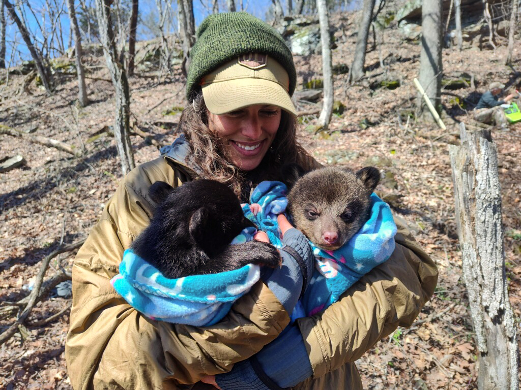 A woman holds two black bear cubs during a den check in Arkansas.