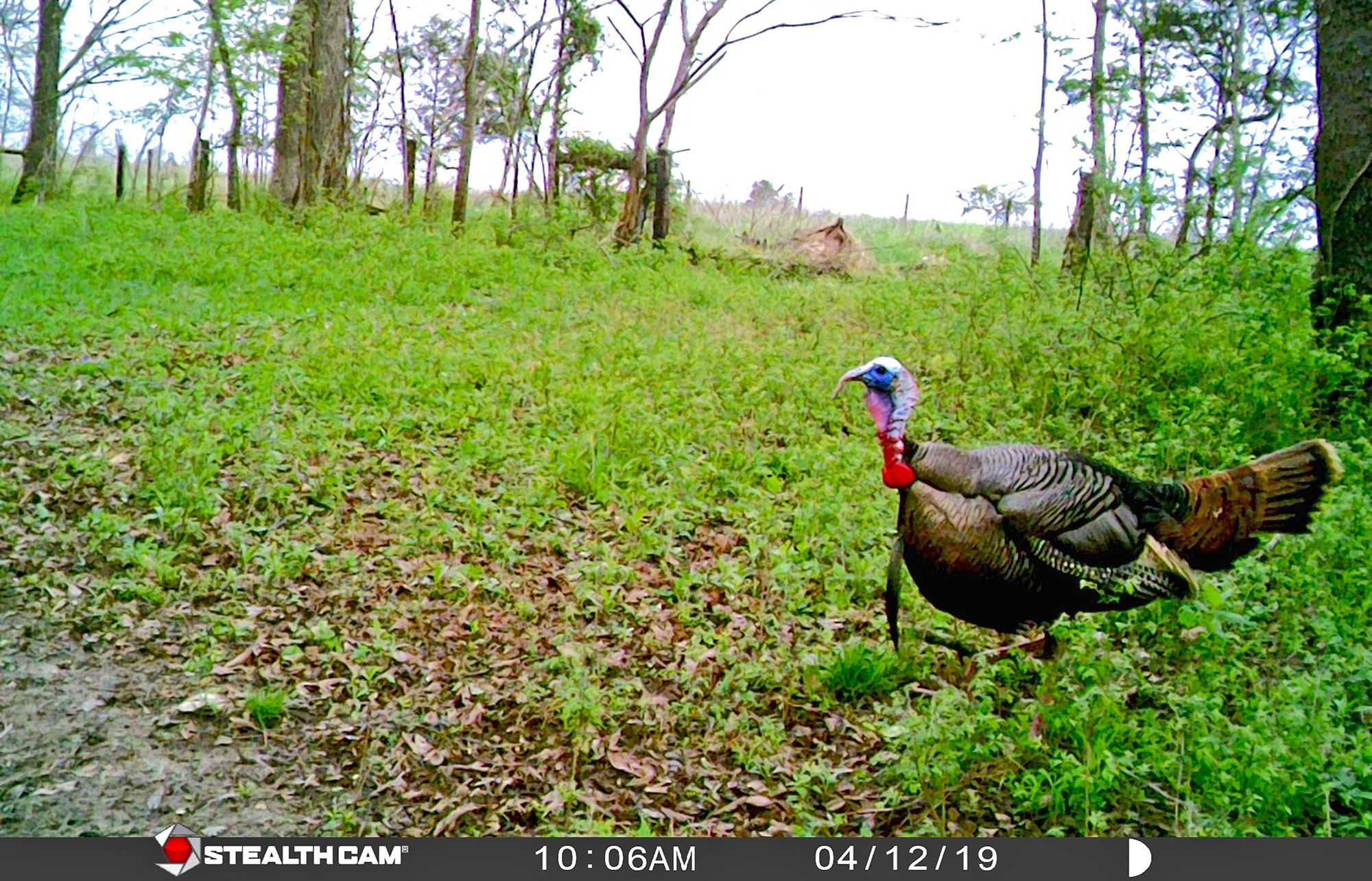 trail camera turkey