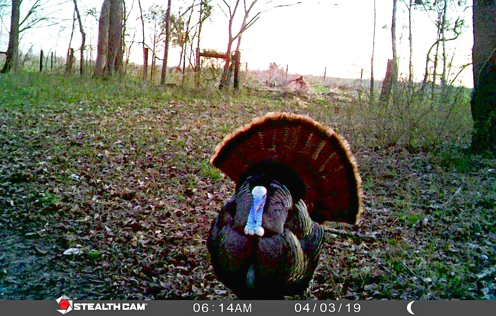 trail camera turkey photo