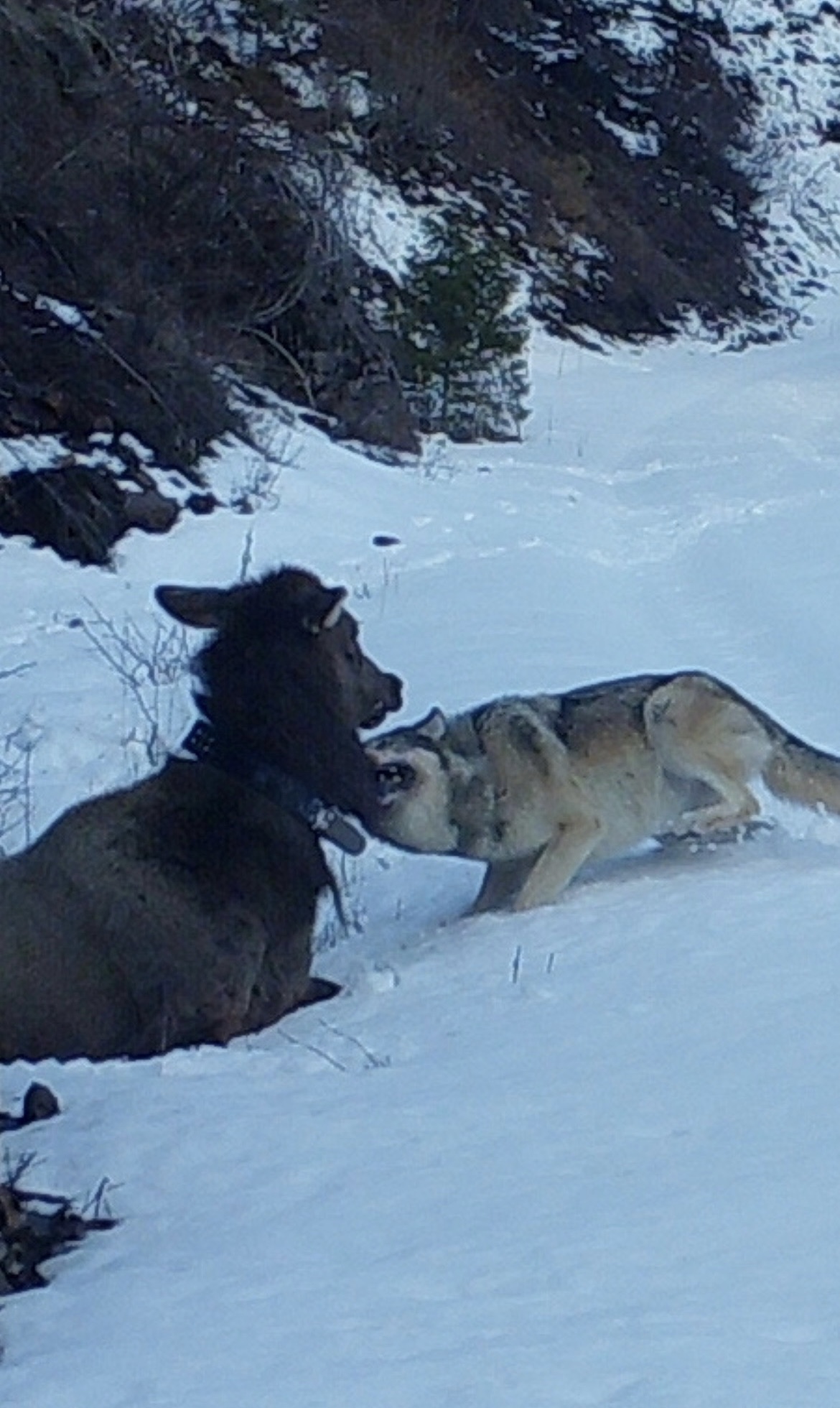 wolf kills collared elk