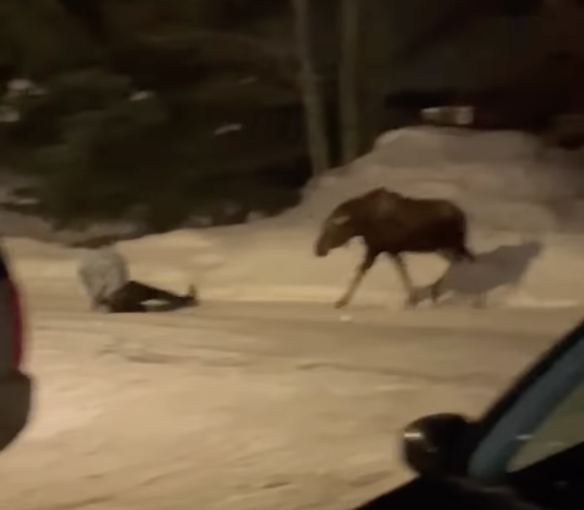 moose attacks drunk guys yellowstone