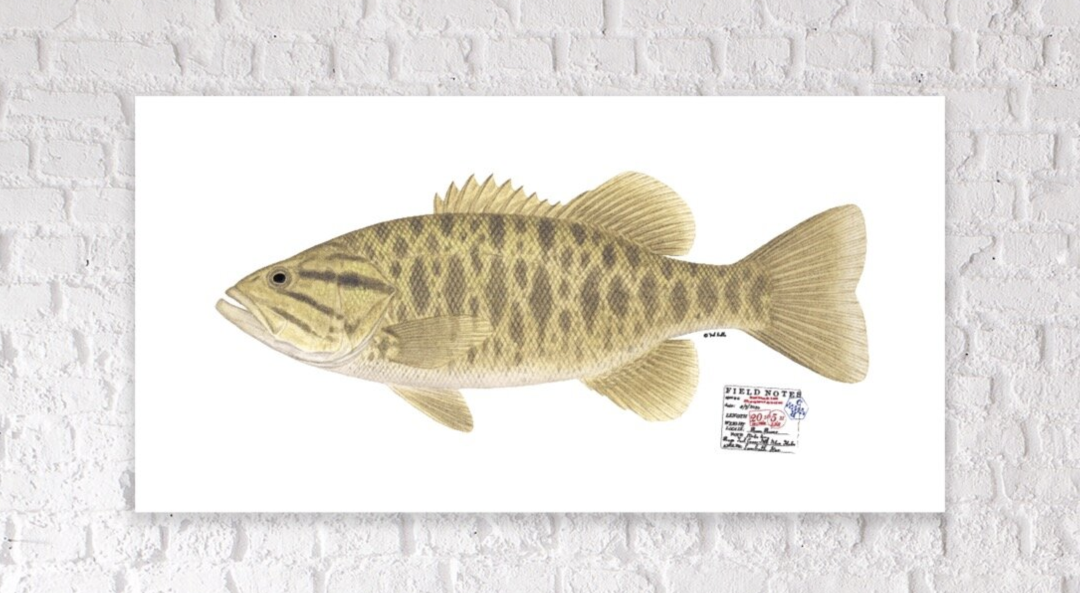 smallmouth bass fish print