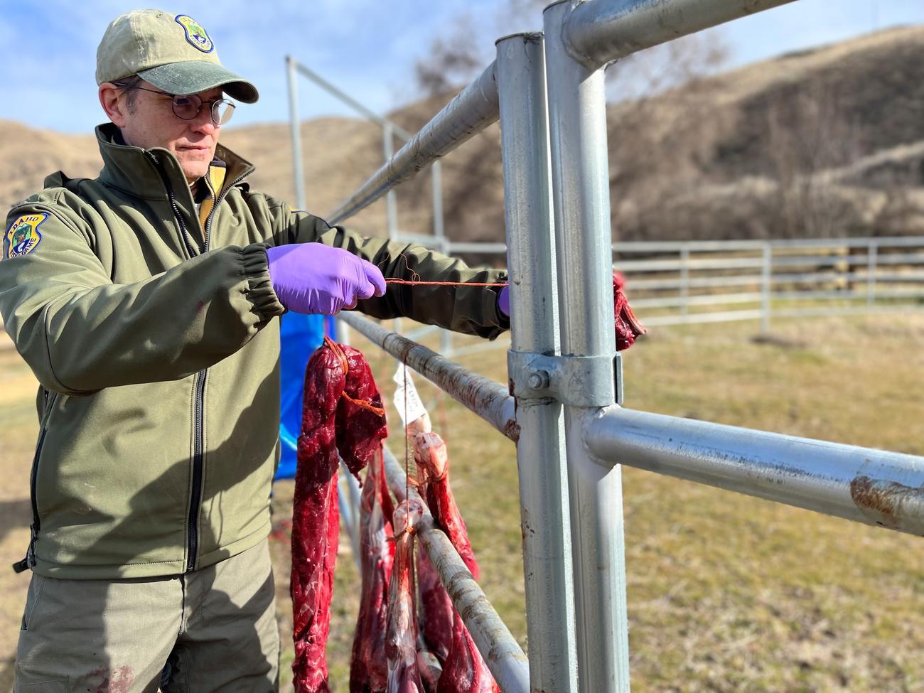 Deer meat hanging on a metal fence after a cull.