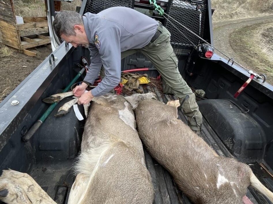 Idaho deer cull for CWD