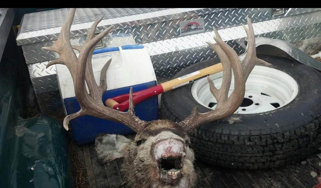 222-inch mule deer deadhead Wyoming