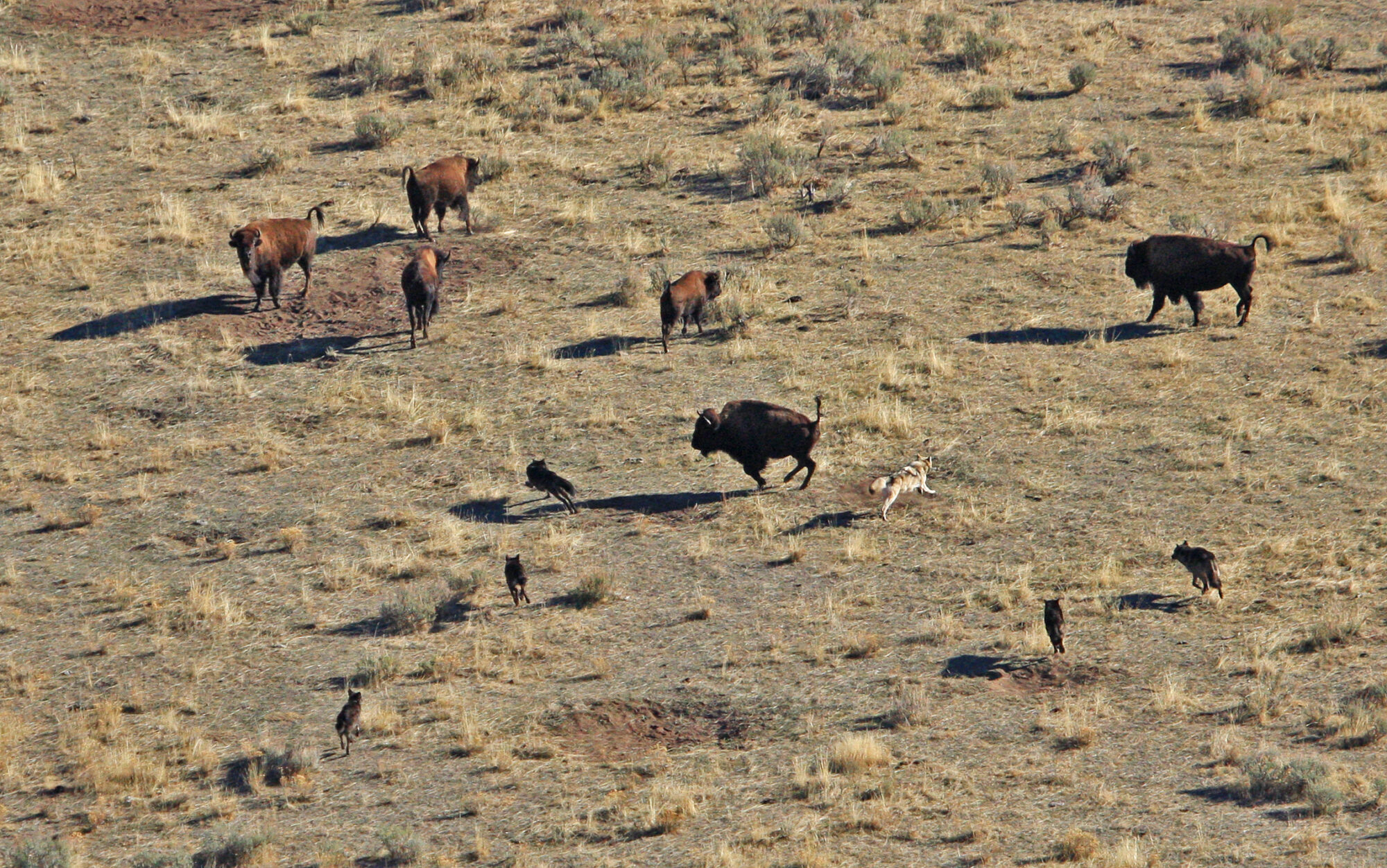 how wolves hunt bison