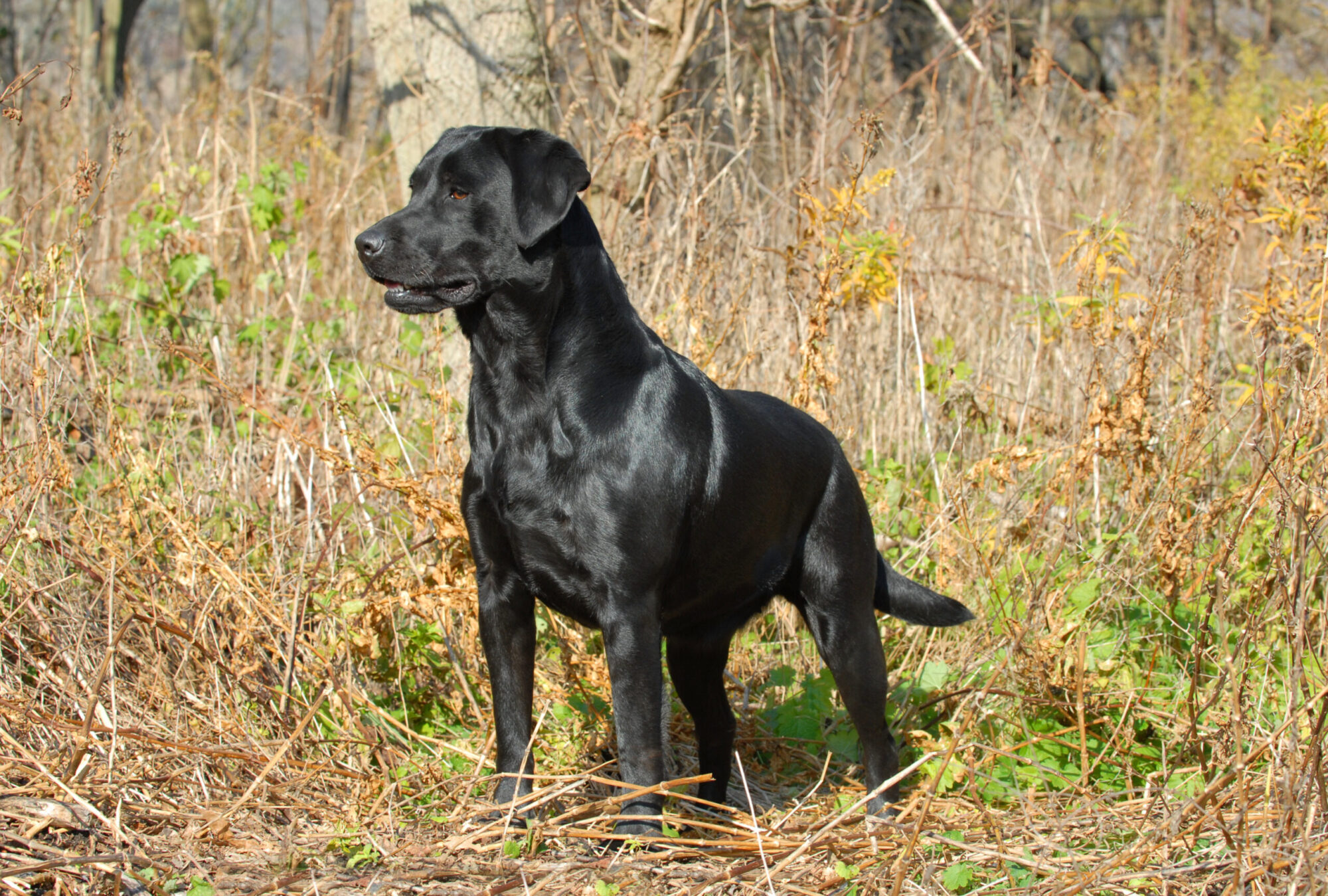 Black Labrador retriever in field