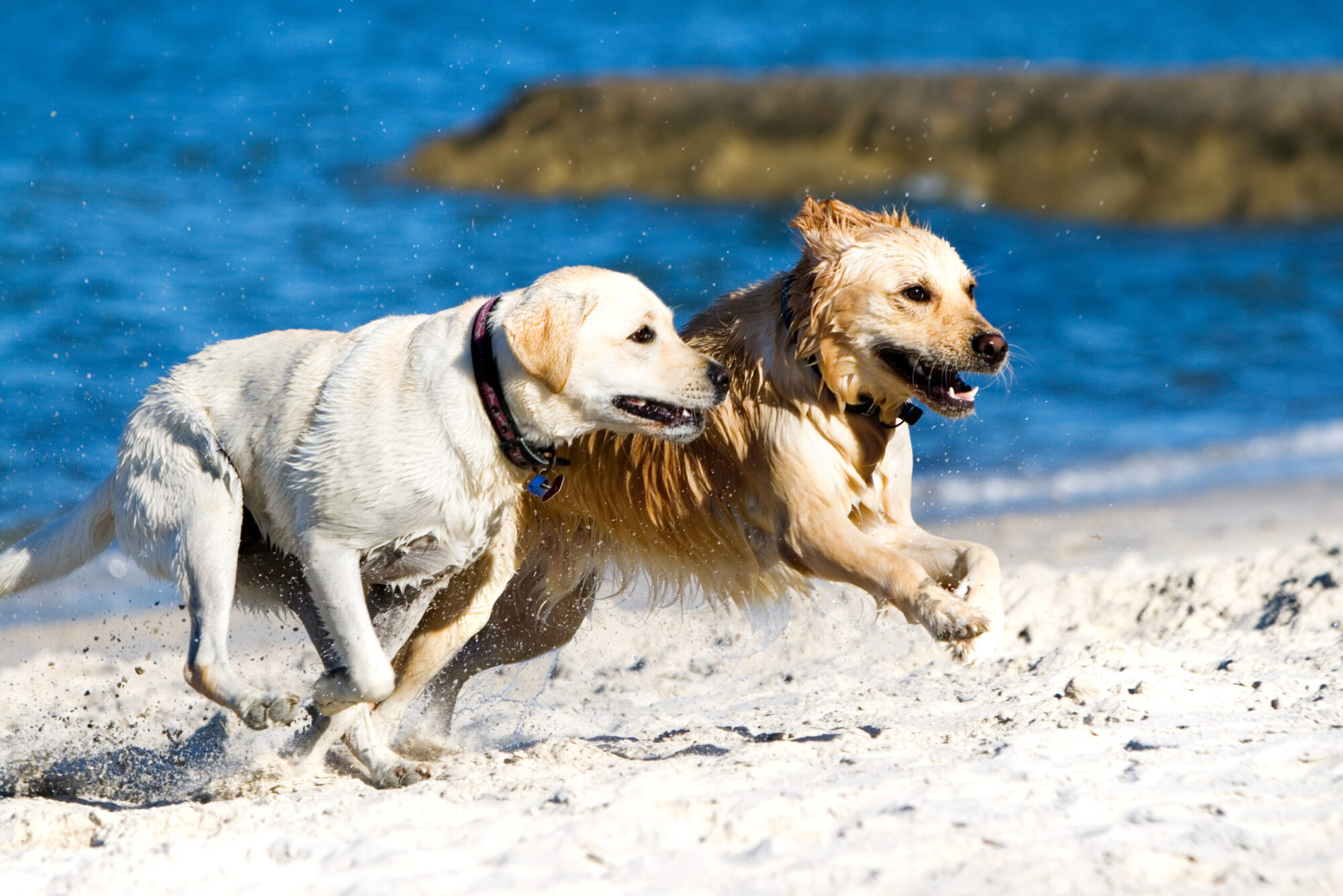 Labs and goldens are two of the most beloved dog breeds in America.