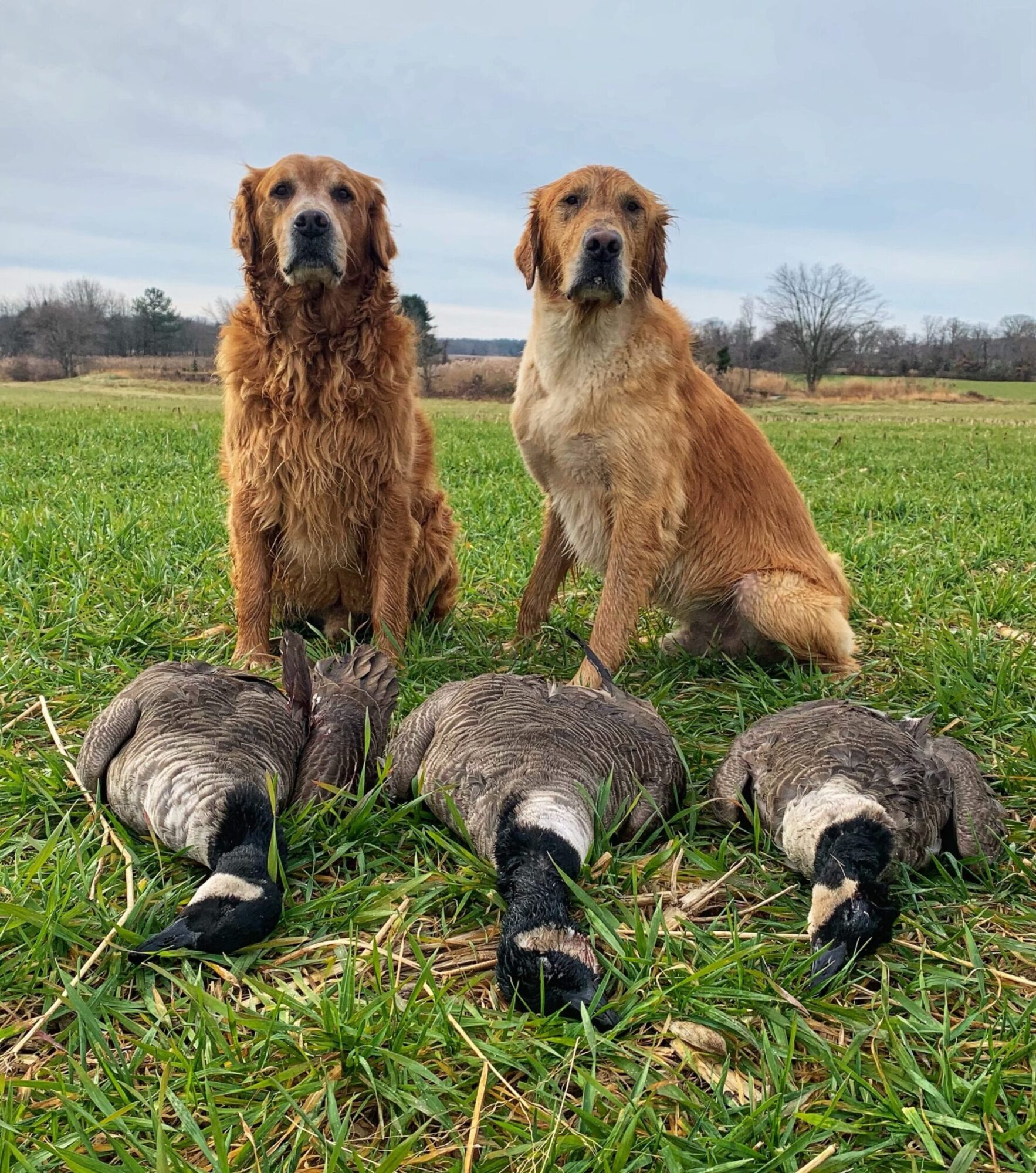 golden retrievers with geese