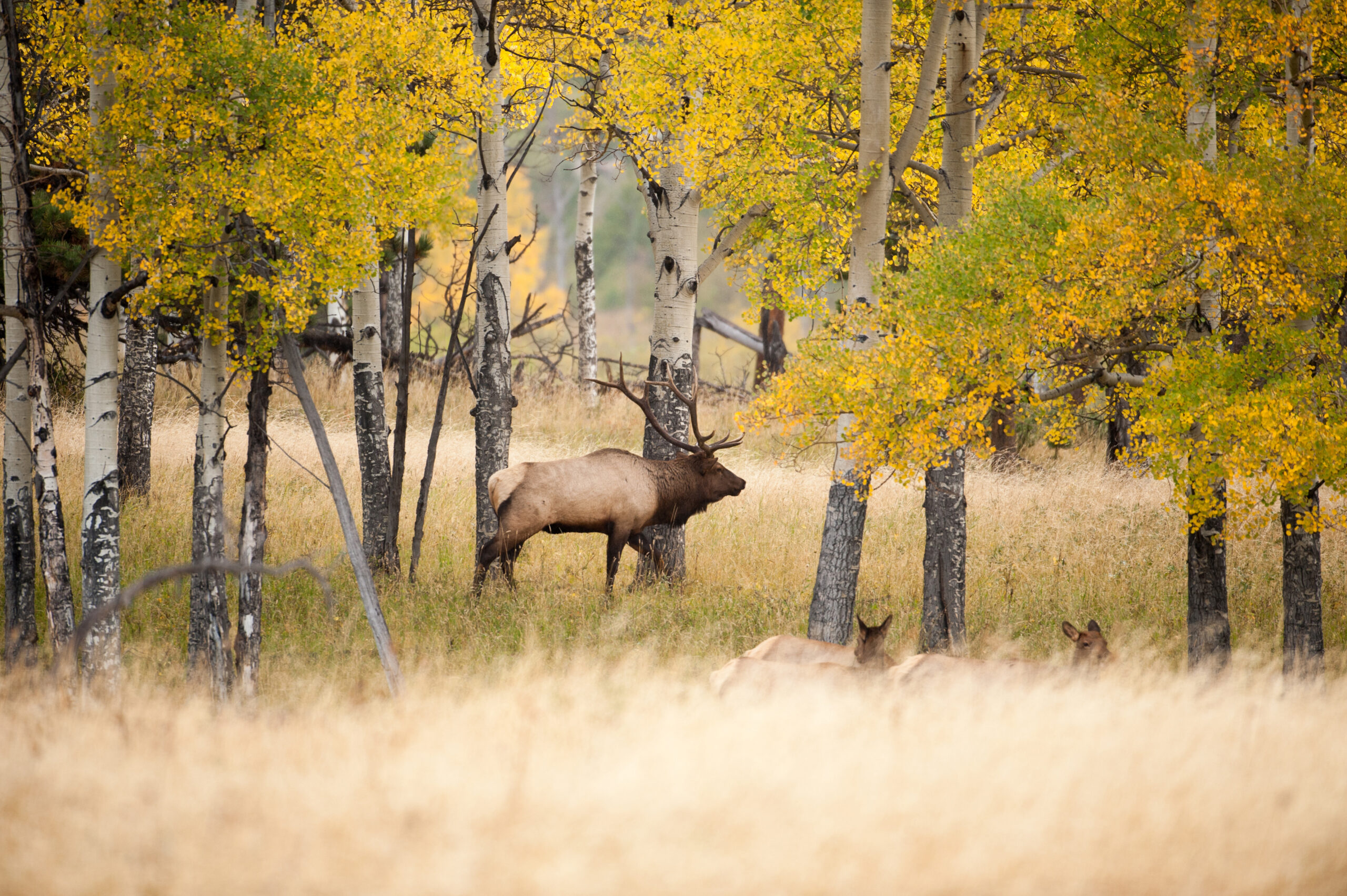 A bull elk paces under yellow aspen trees with cows bedded nearby.