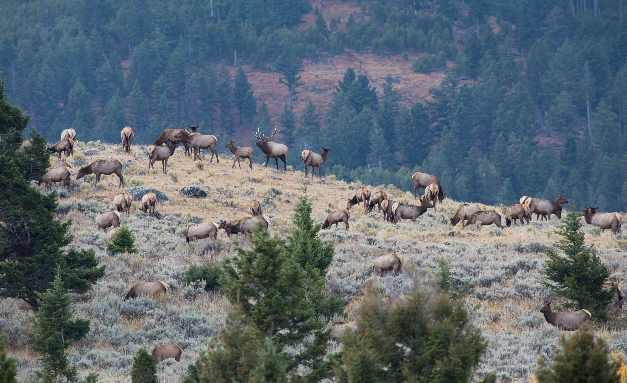 A herd of elk on a ridge in the mountains.