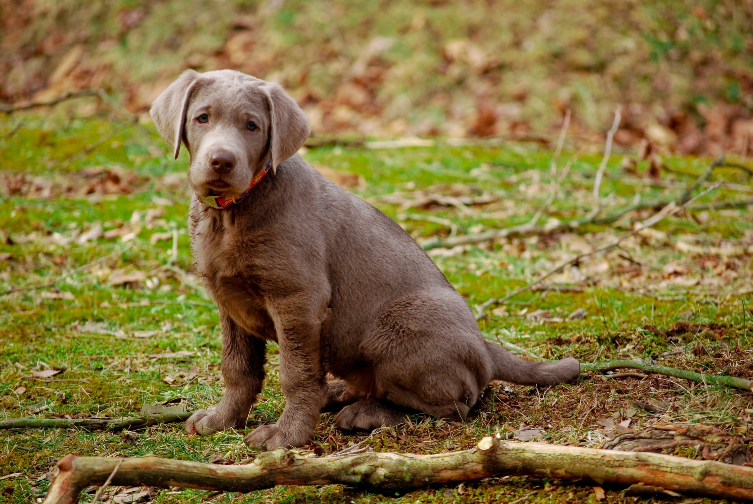 A silver Lab puppy sits on a trail.