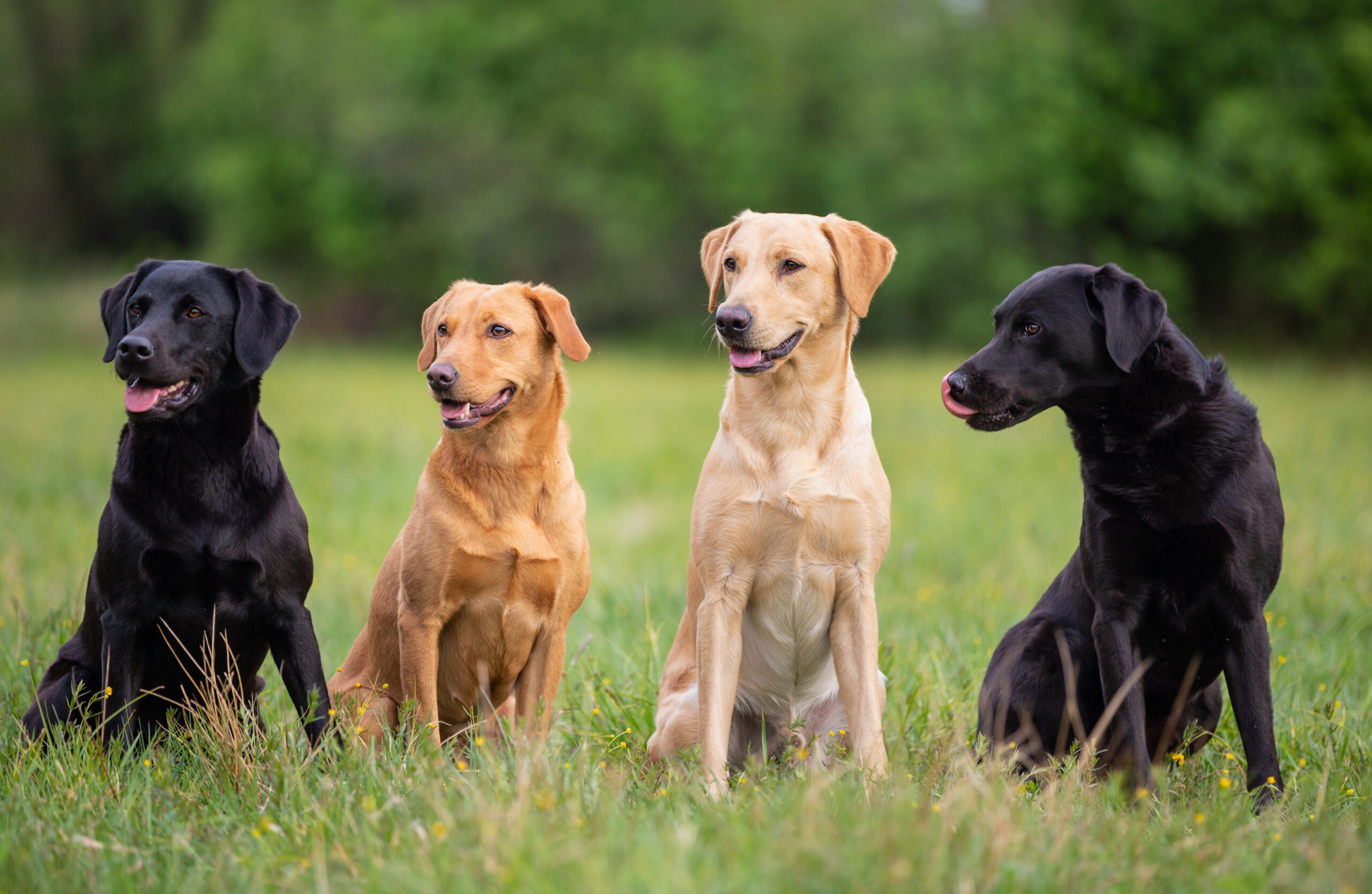 Nævne modstå kaos Everything You Ever Wanted to Know About Labrador Retriever Colors |  Outdoor Life