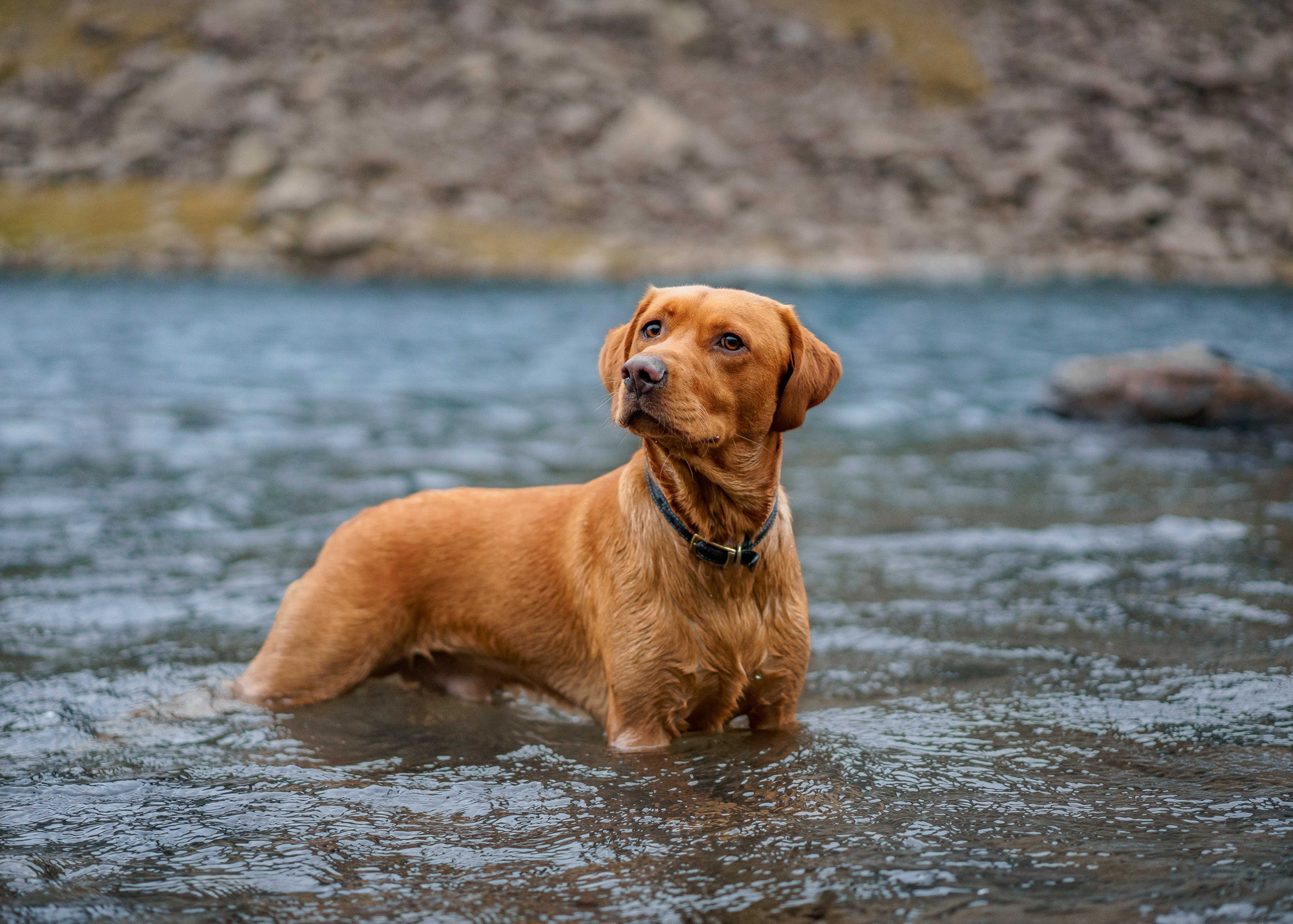 A fox red Lab stands in a lake.
