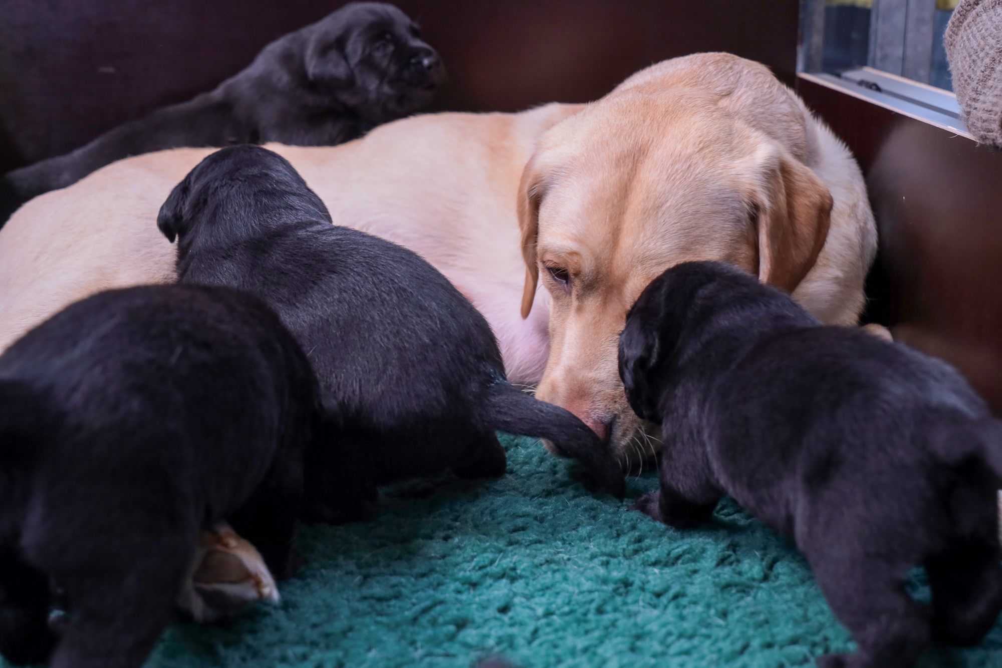 A yellow Lab with black pups.