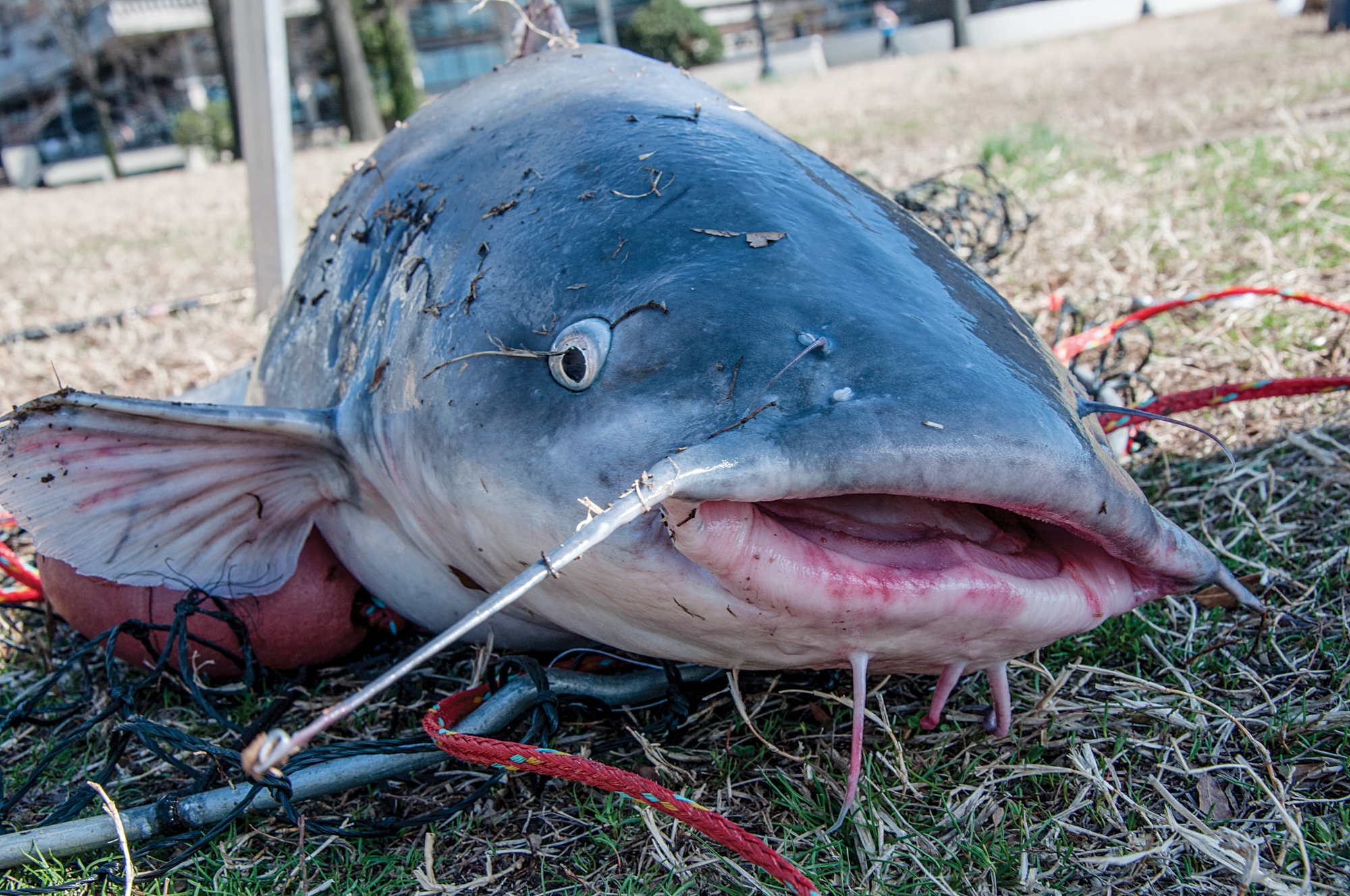 A blue catfish on the grass in Washington D.C.