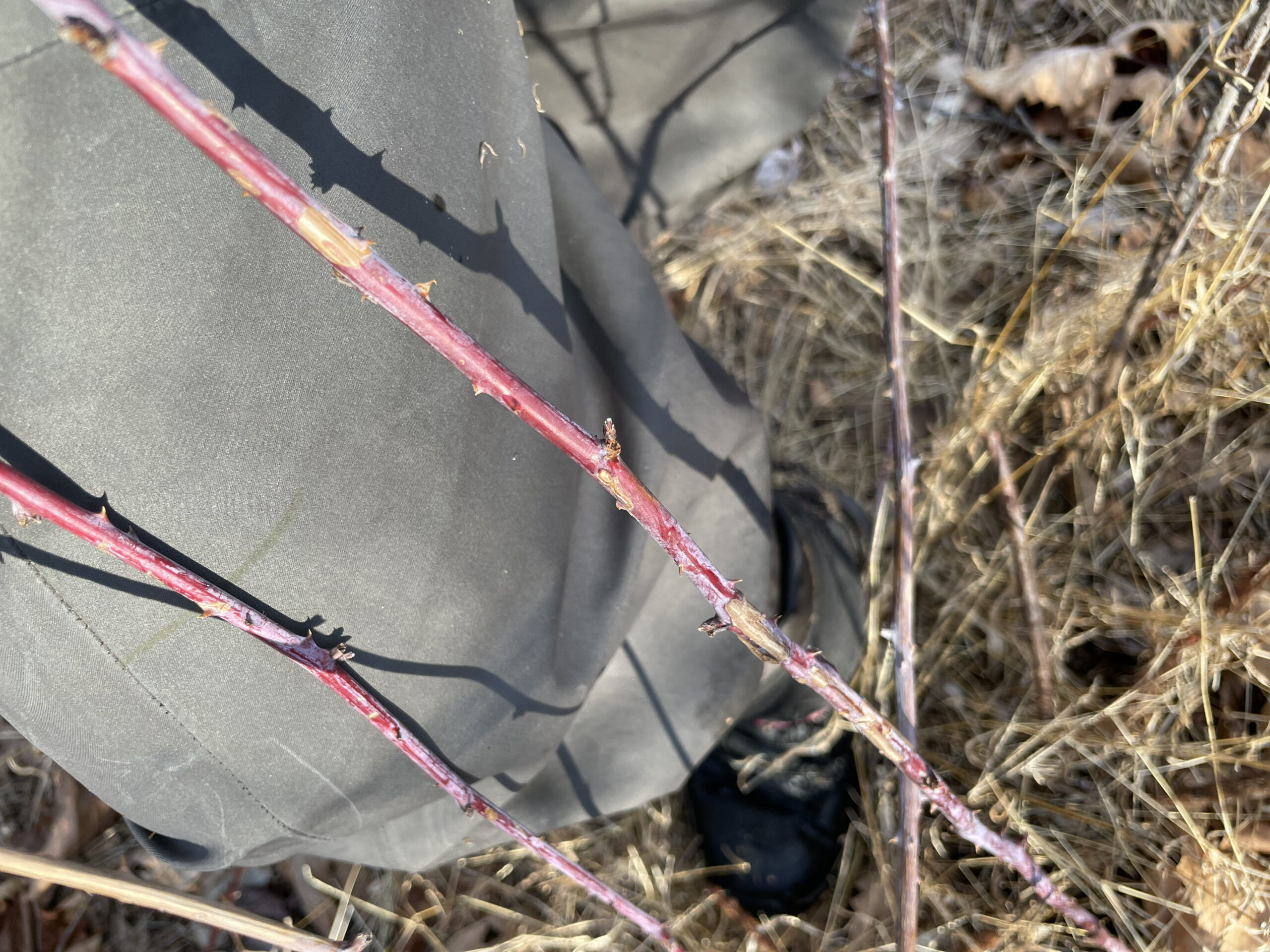 The author tested the Simms g3 waders in thorny brush.