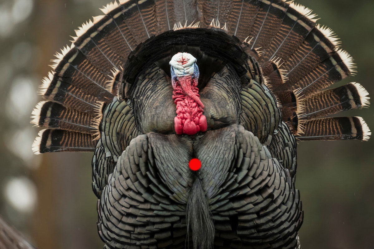 where to shoot a turkey