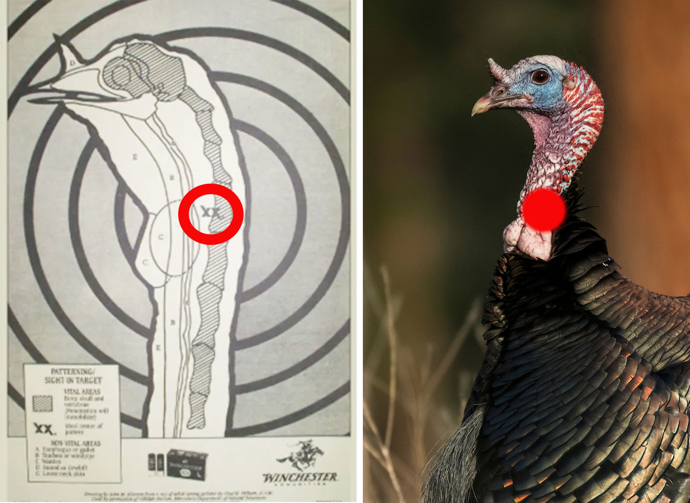 where to shoot a turkey