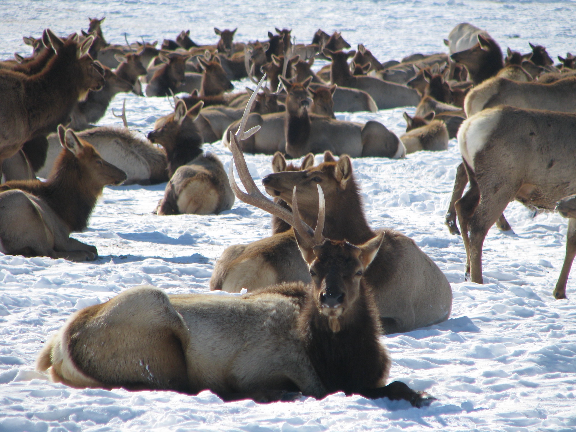 A one-antlered bull rests with the herd inside the National Elk Refuge near Jackson, Wyoming. 