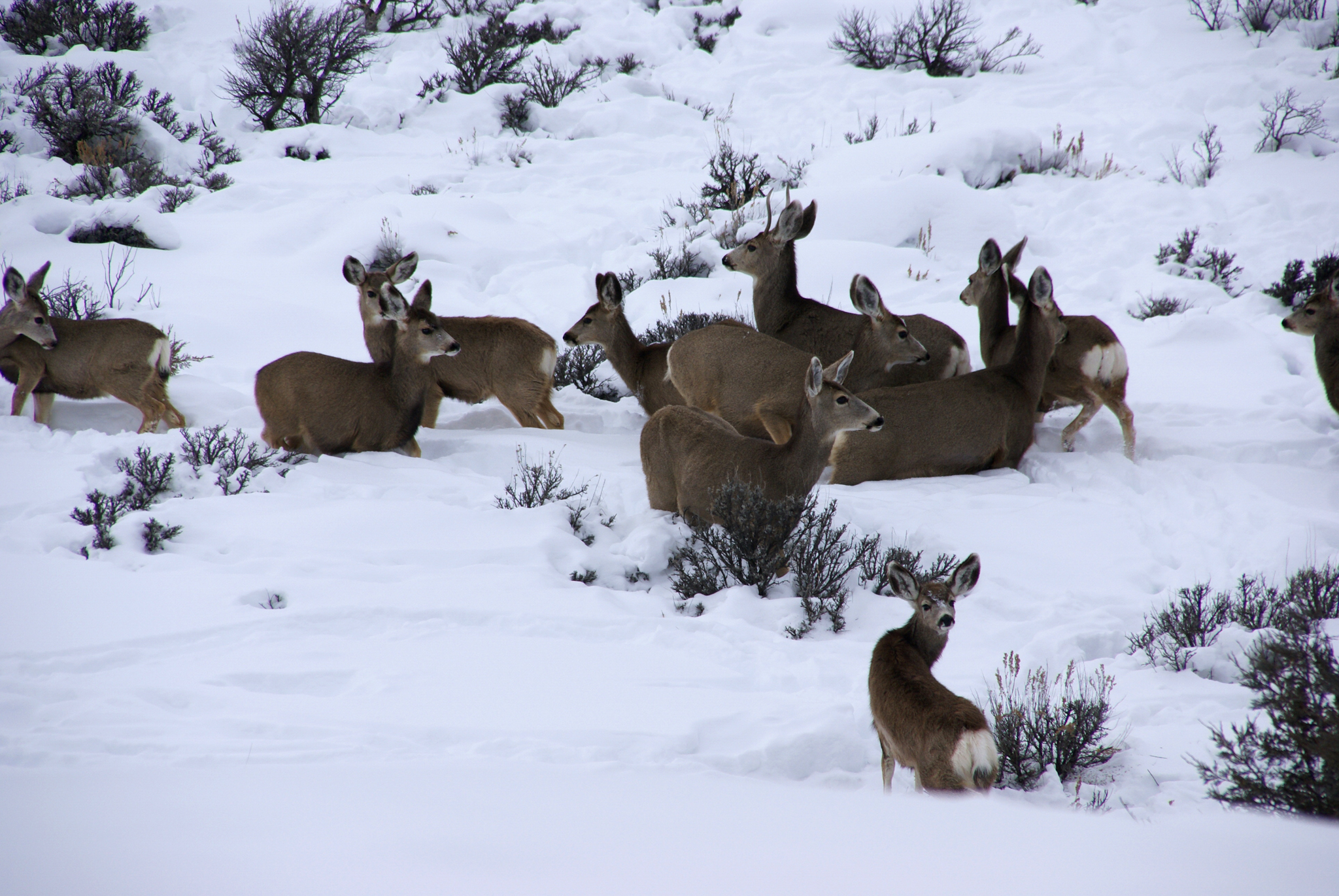 Mule deer stand in deep snow.