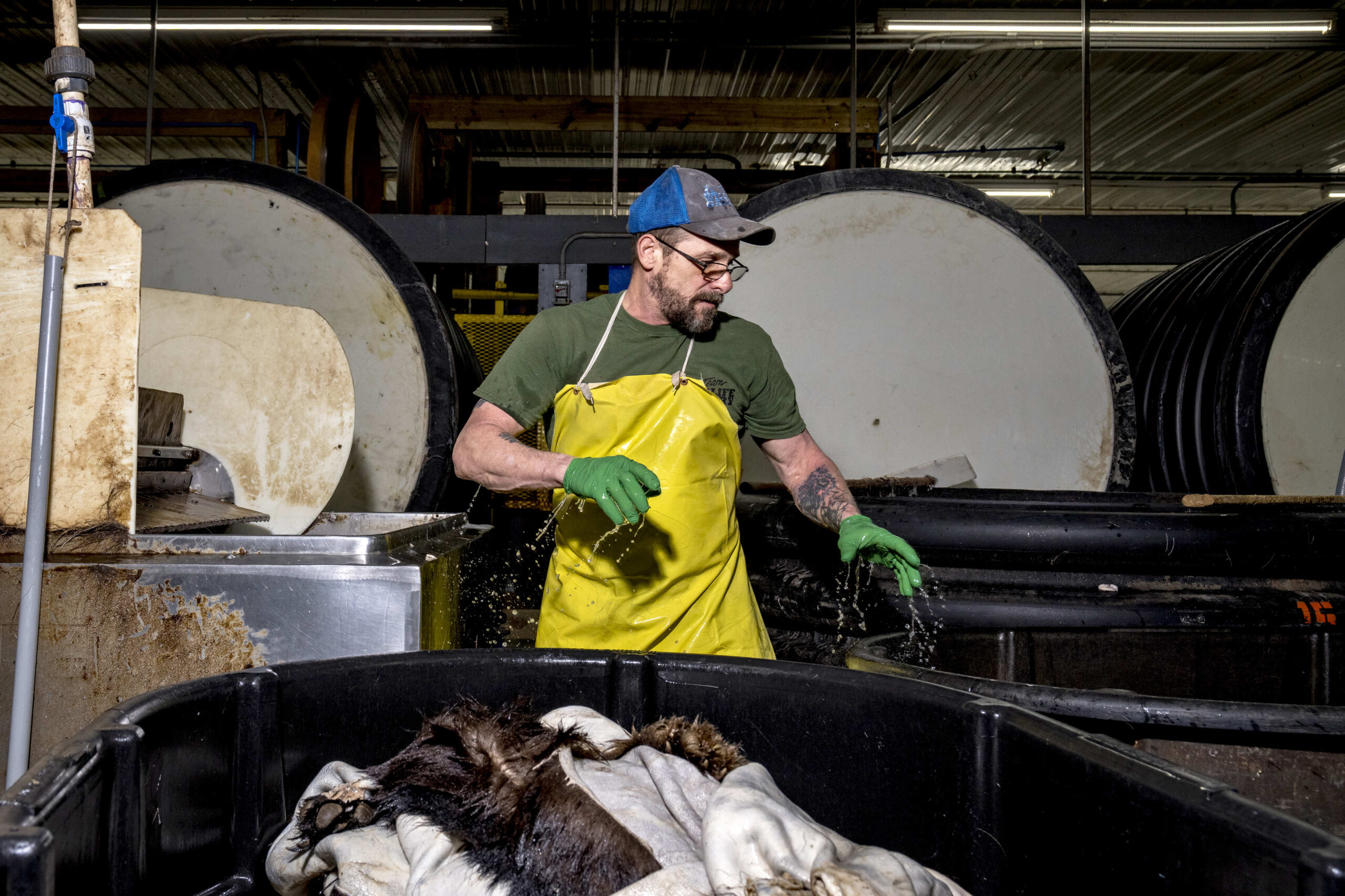 A tannery worker washes bear pelts.