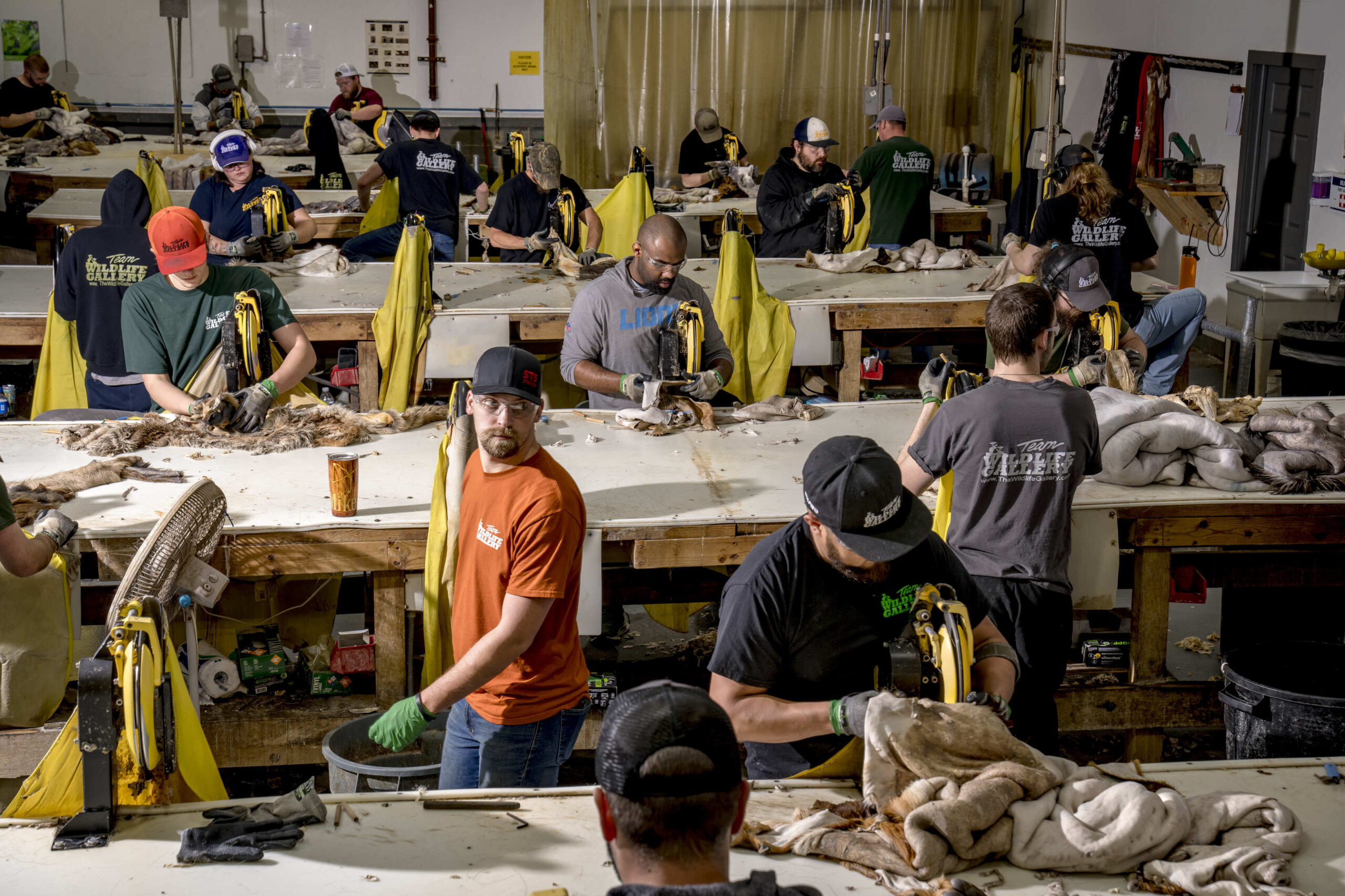 Tannery workers shave hides in Michigan.