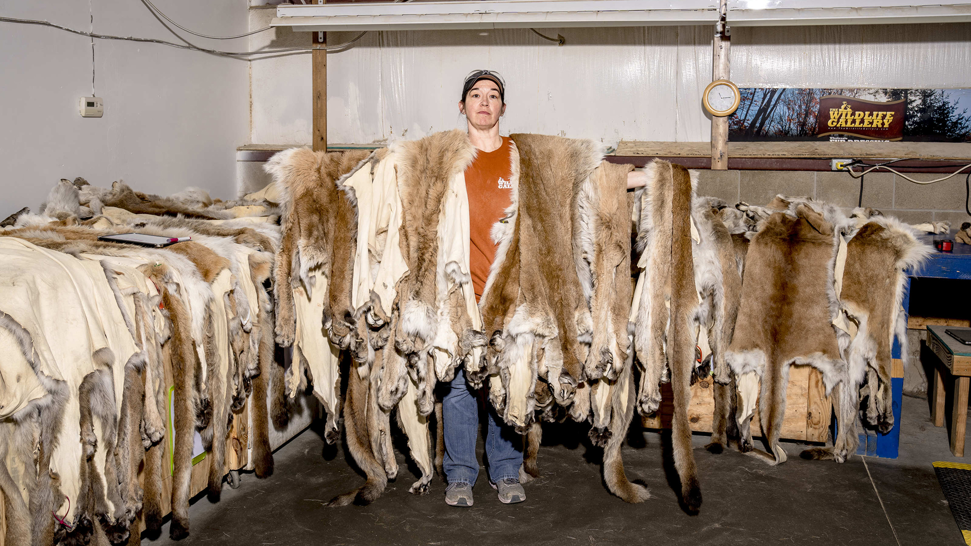 A tannery employee holds up mountain lion hides ready for shipping
