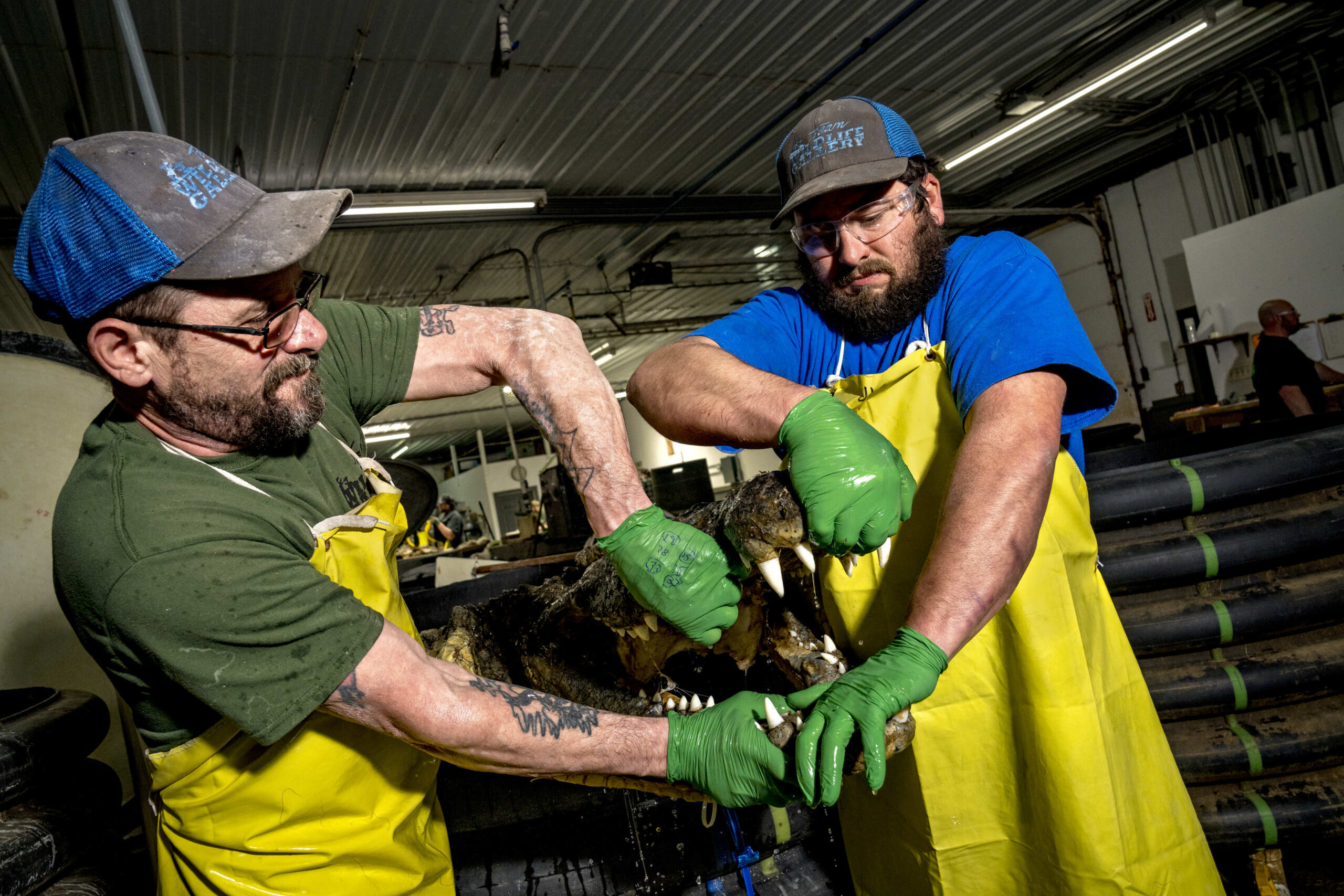 Two tannery employees pull a crocodile from a tanning solution.