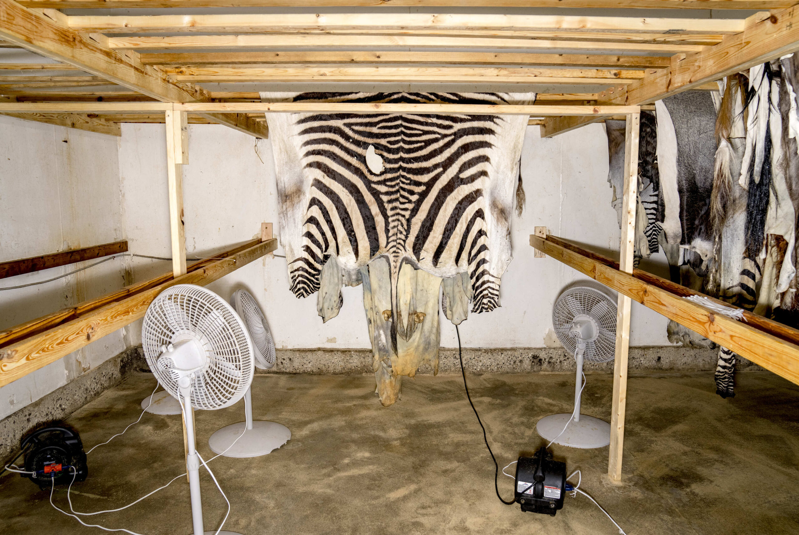Drying a zebra hide at a tannery.