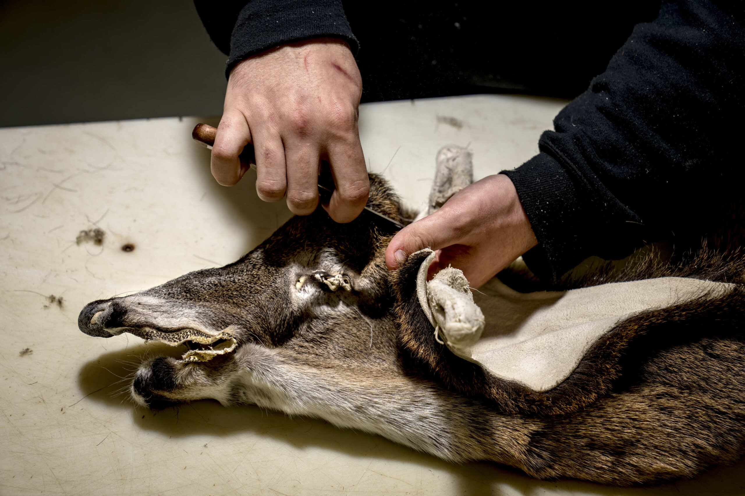 Grooming a whitetail cape.