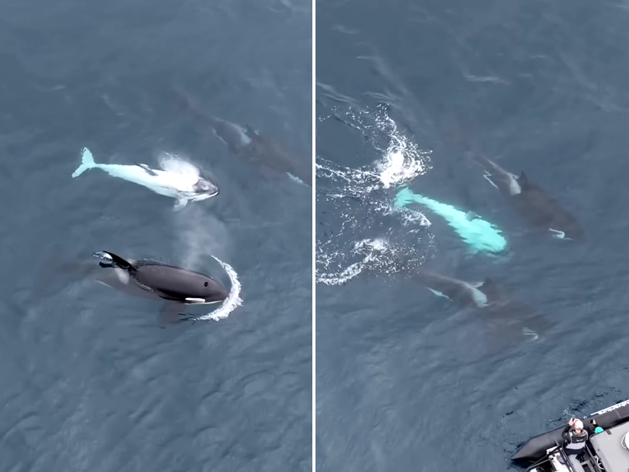 Watch: Extremely Rare White Killer Whale Spotted off California Coast