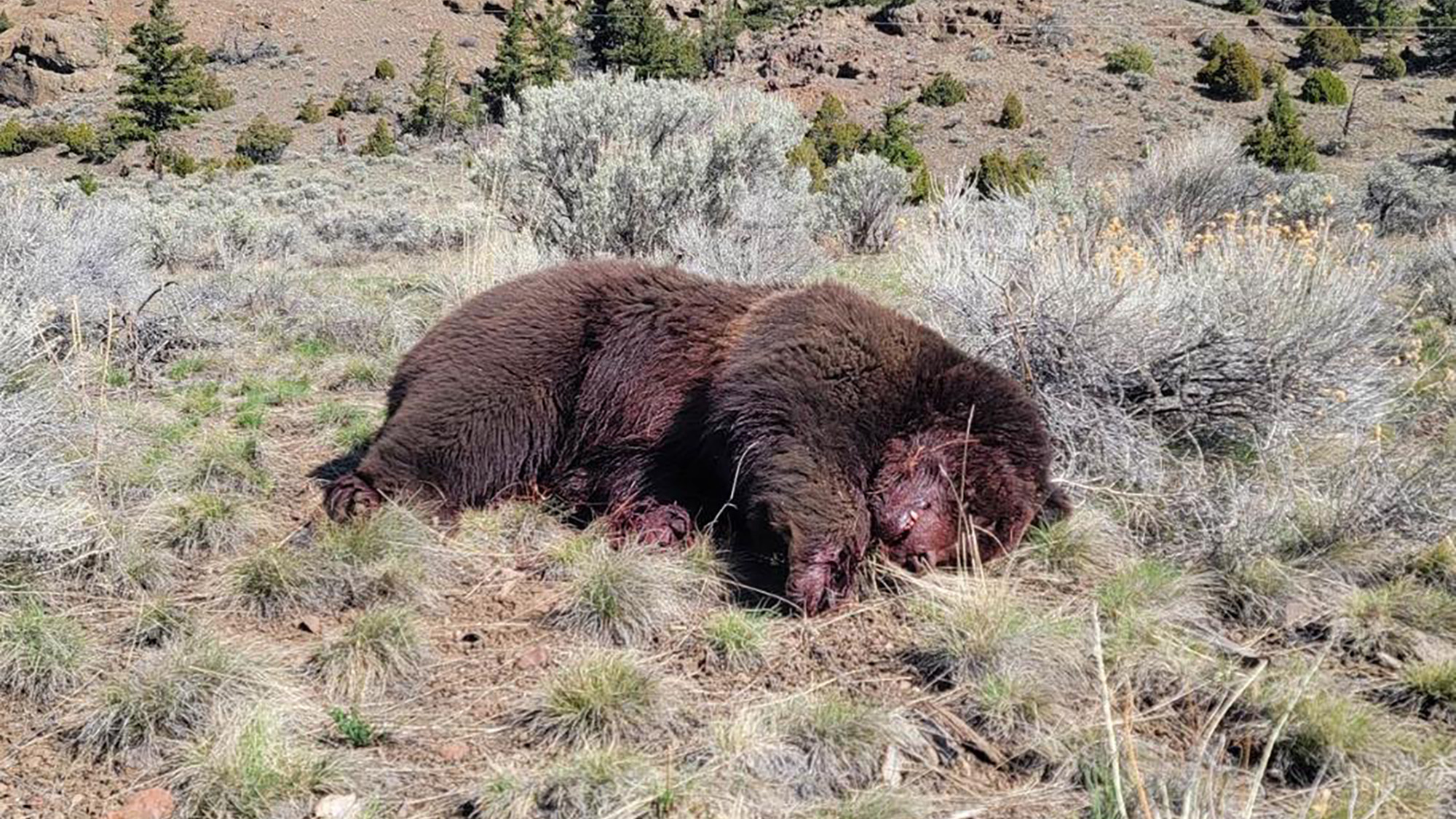 Grizzly Bear Killed Outside Yellowstone National Park | Outdoor Life