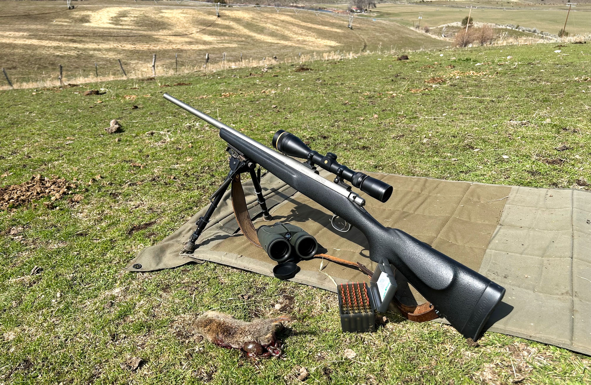 The .17 Fireball is at home on a hill perched above a field full of gophers. 