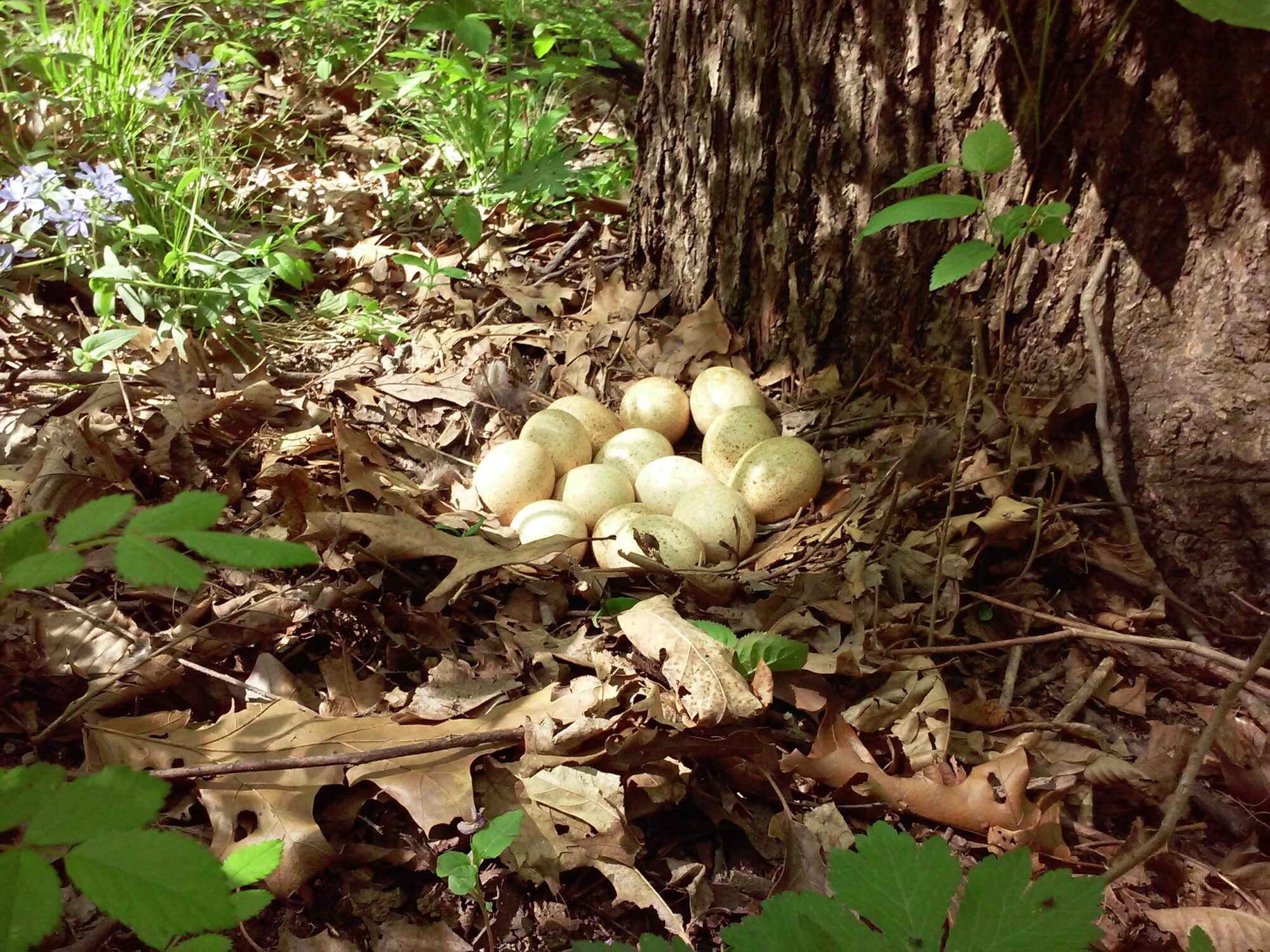 turkey eggs in a nest