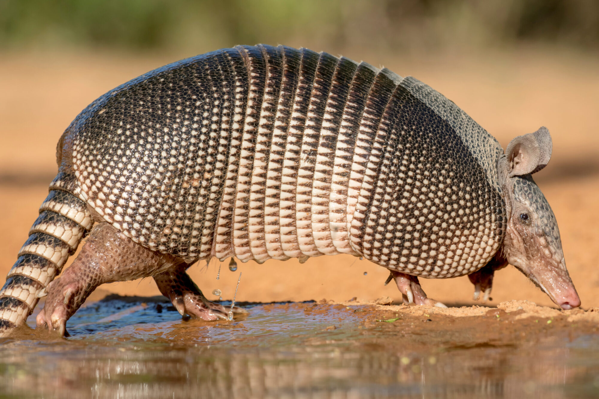 armadillo in water