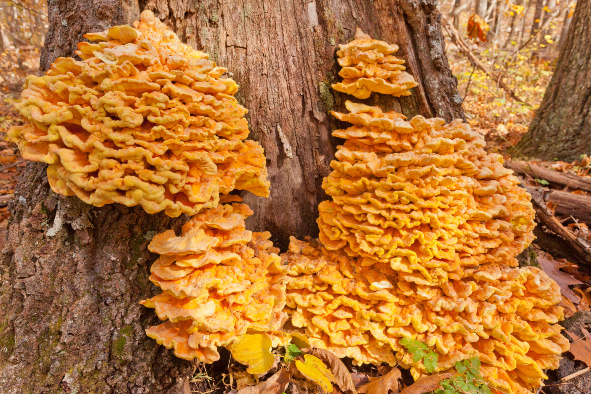 types of edible mushrooms chicken of the woods 