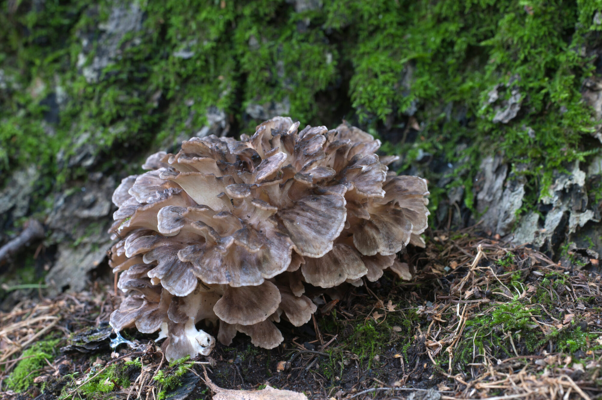 Hen of the woods mushroom at base of tree