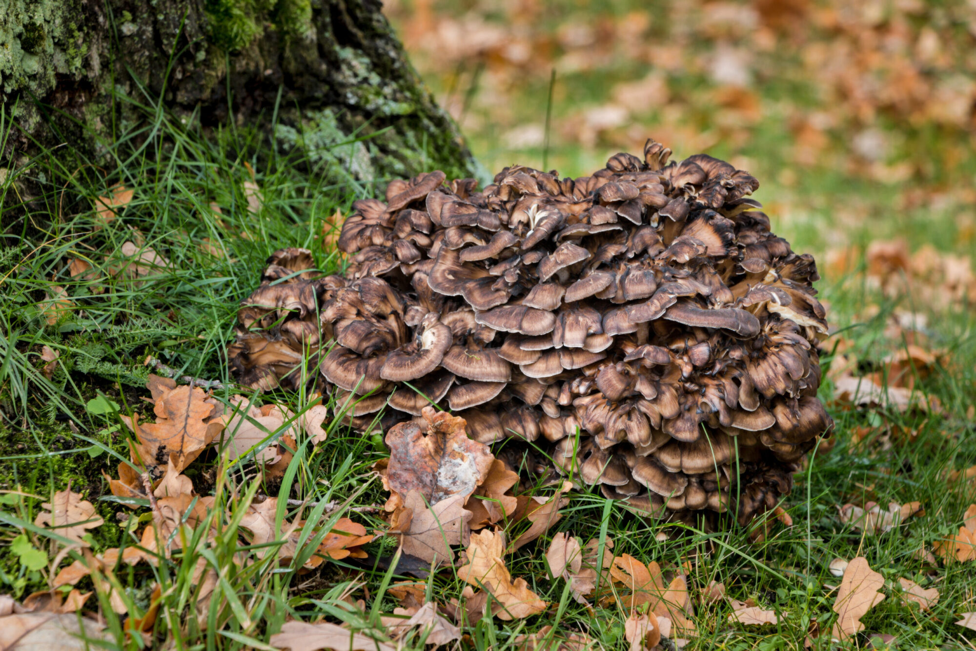 types of edible mushrooms hen of the woods