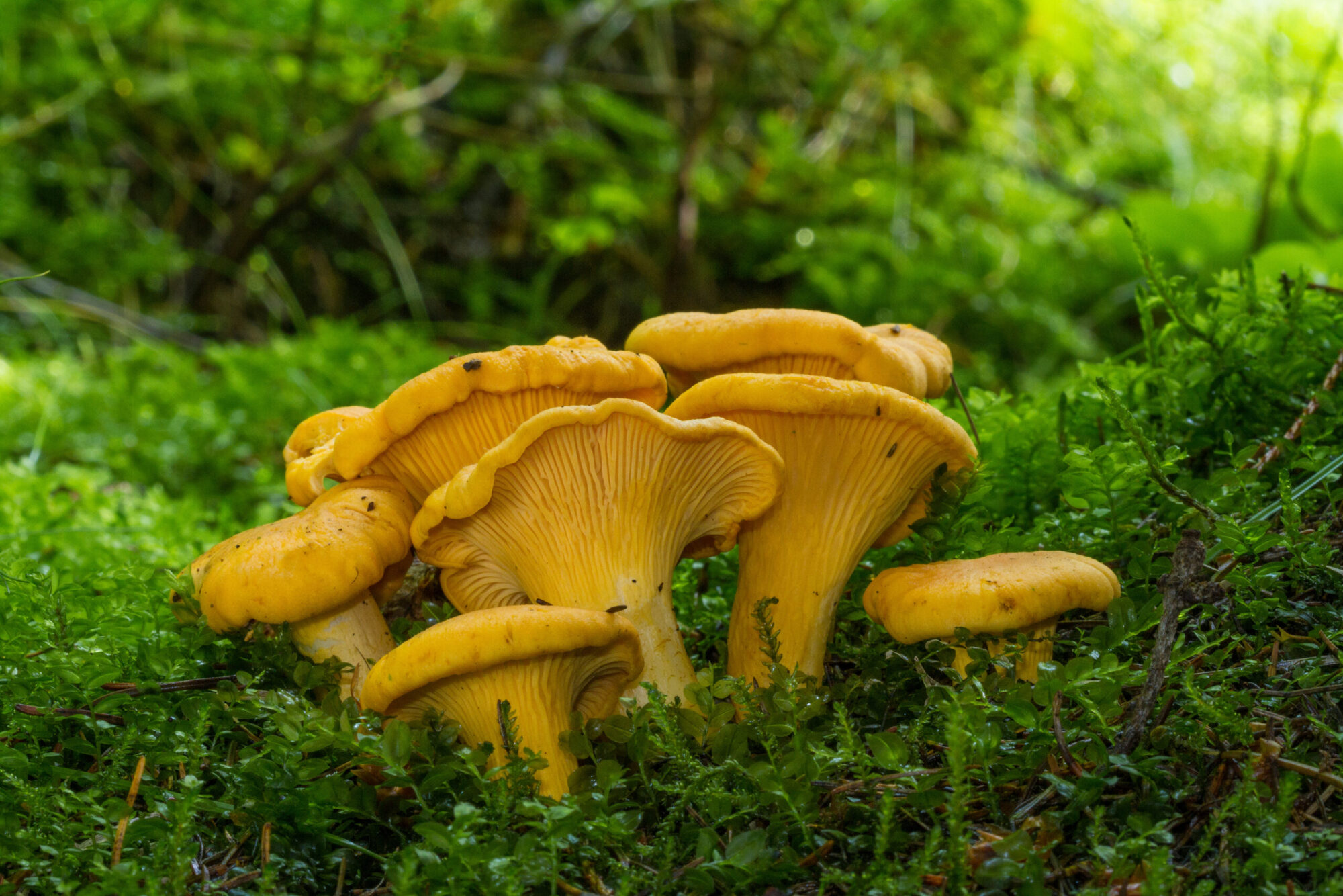 types of edible mushrooms chanterelles