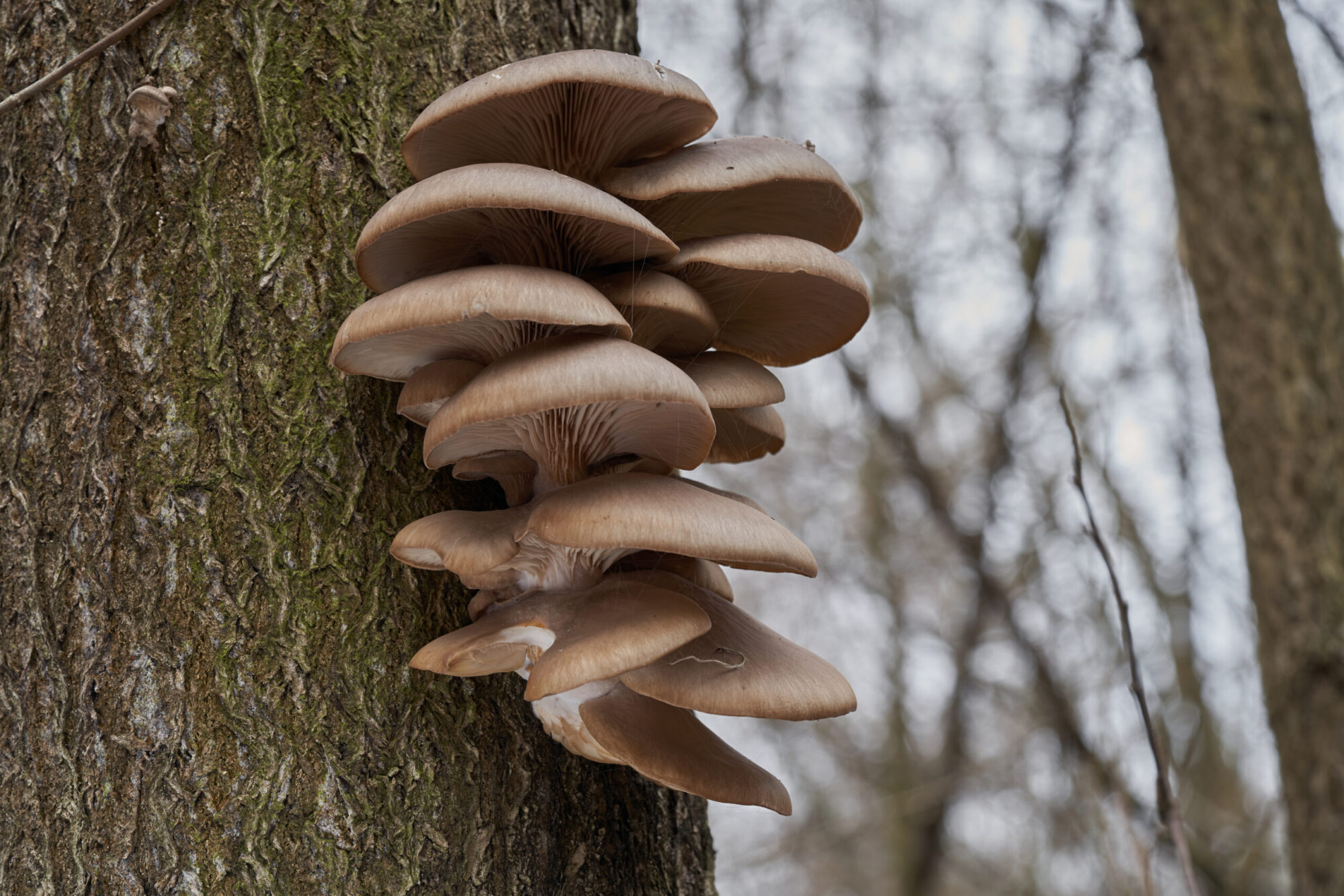 oyster mushrooms growing on standing tree