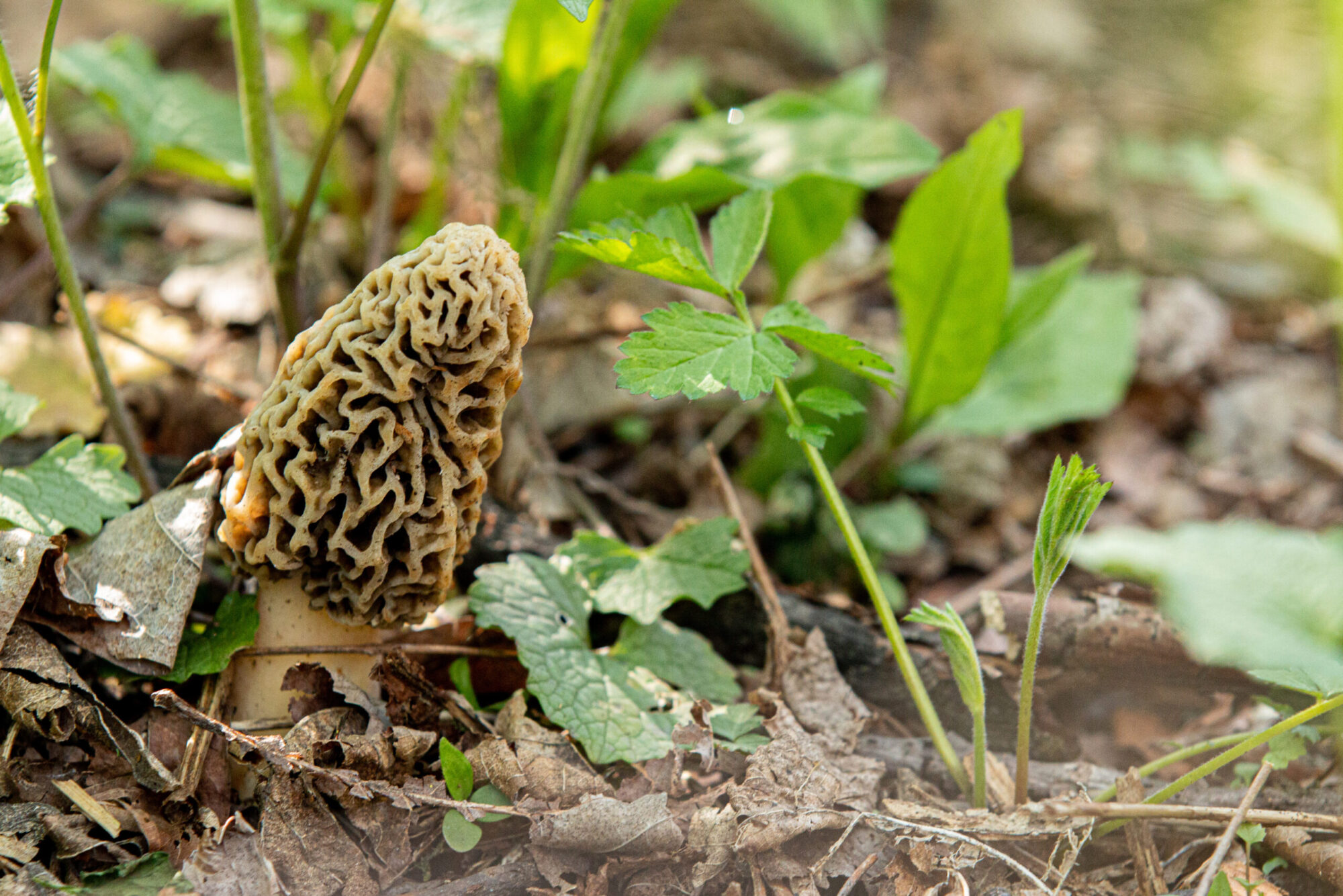 types of edible mushrooms light morel mushrooms