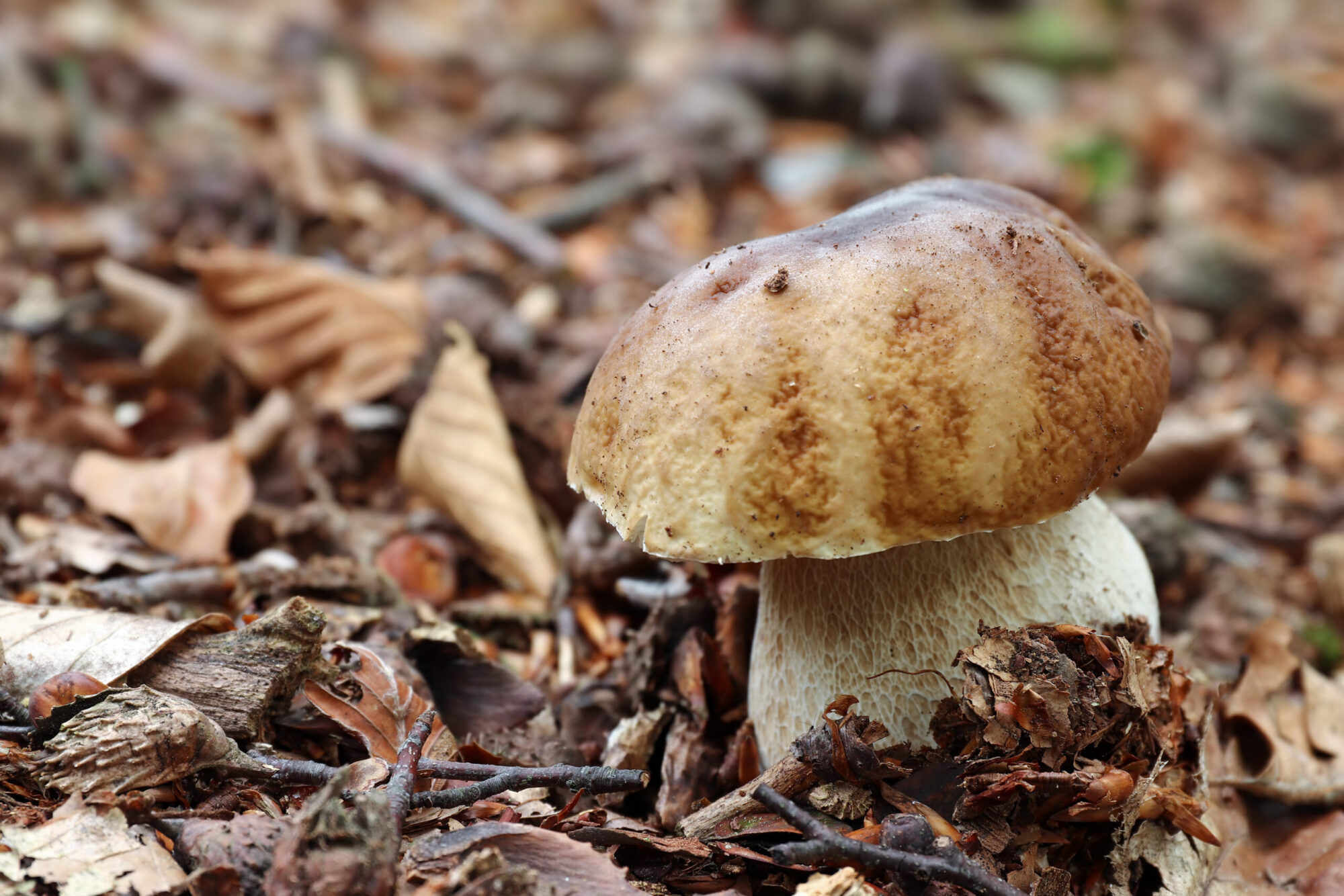 porcini mushroom in woods