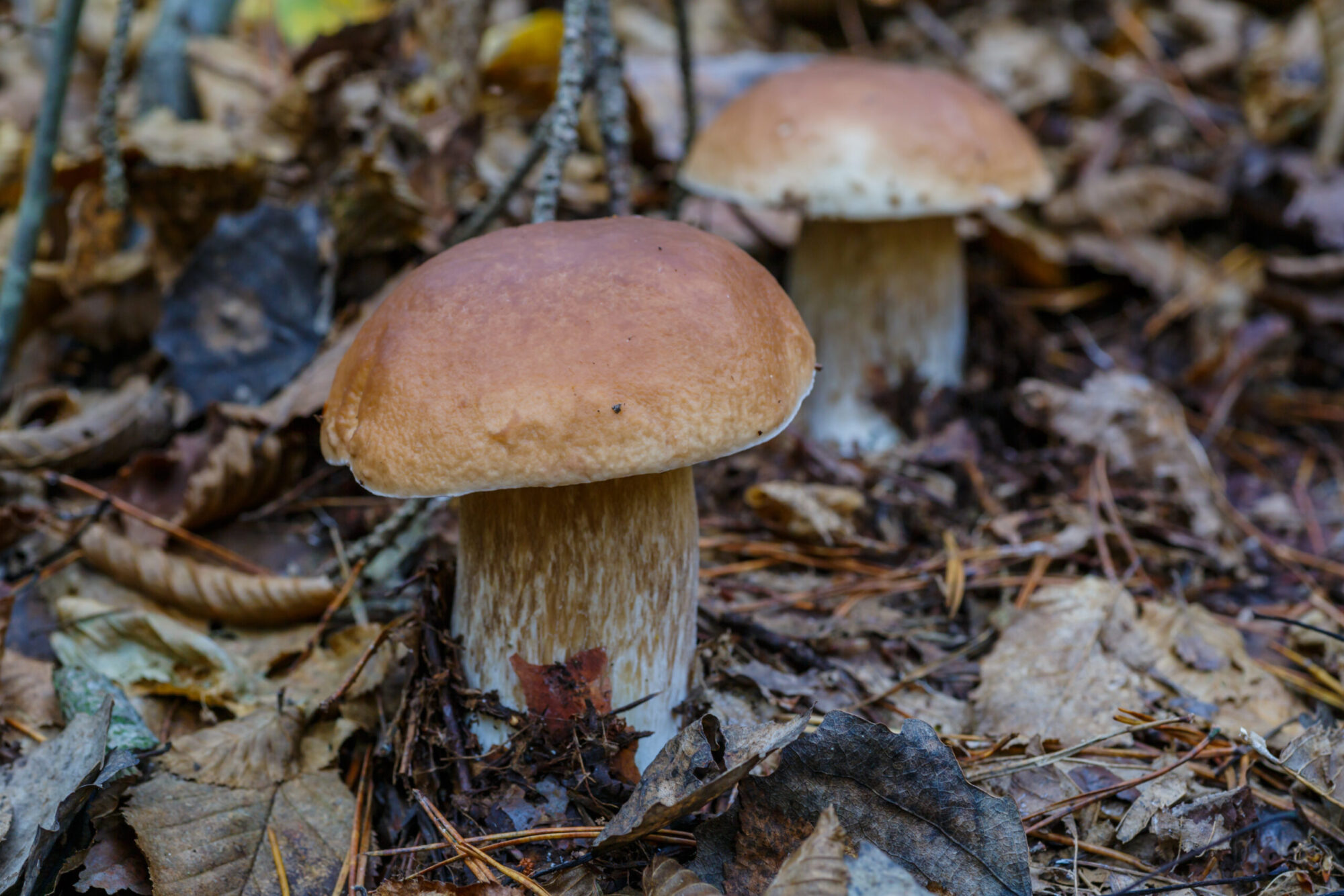 types of edible mushrooms porcini