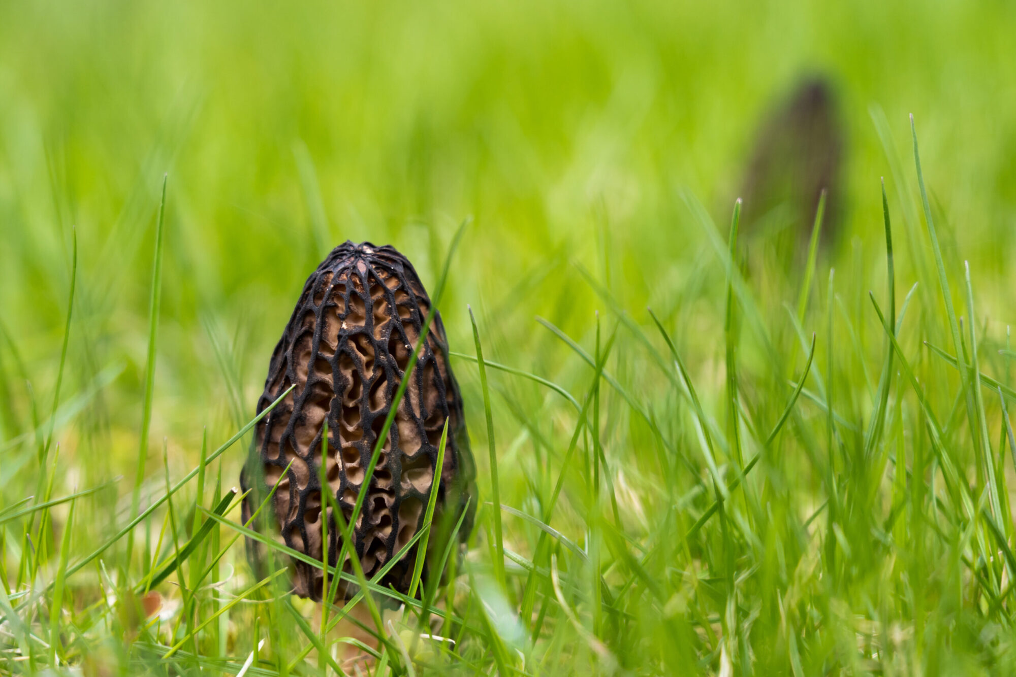 morel mushroom in grass