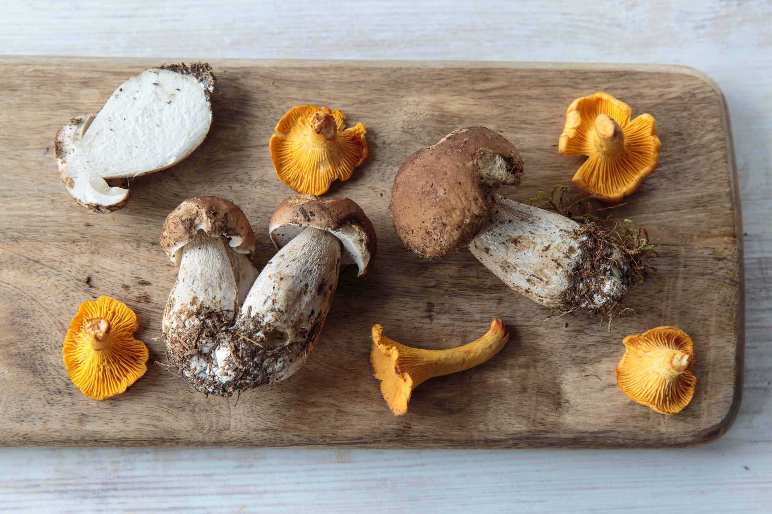 porcini and chanterelle mushrooms