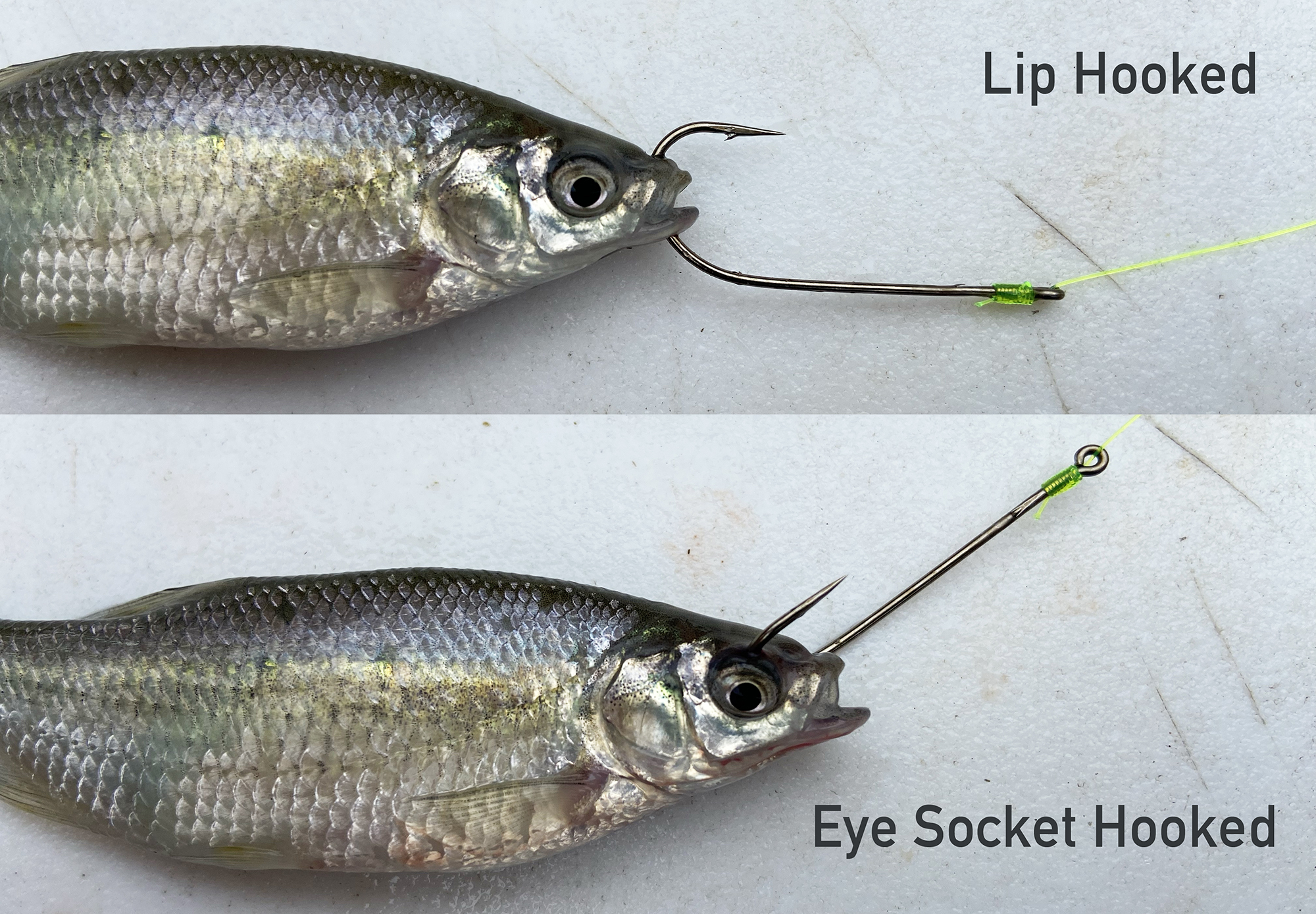 how to hook a shiner