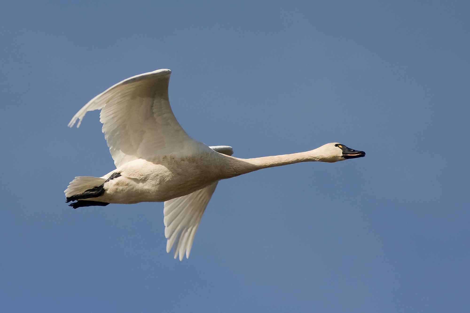 utah swan hunting proposal 2